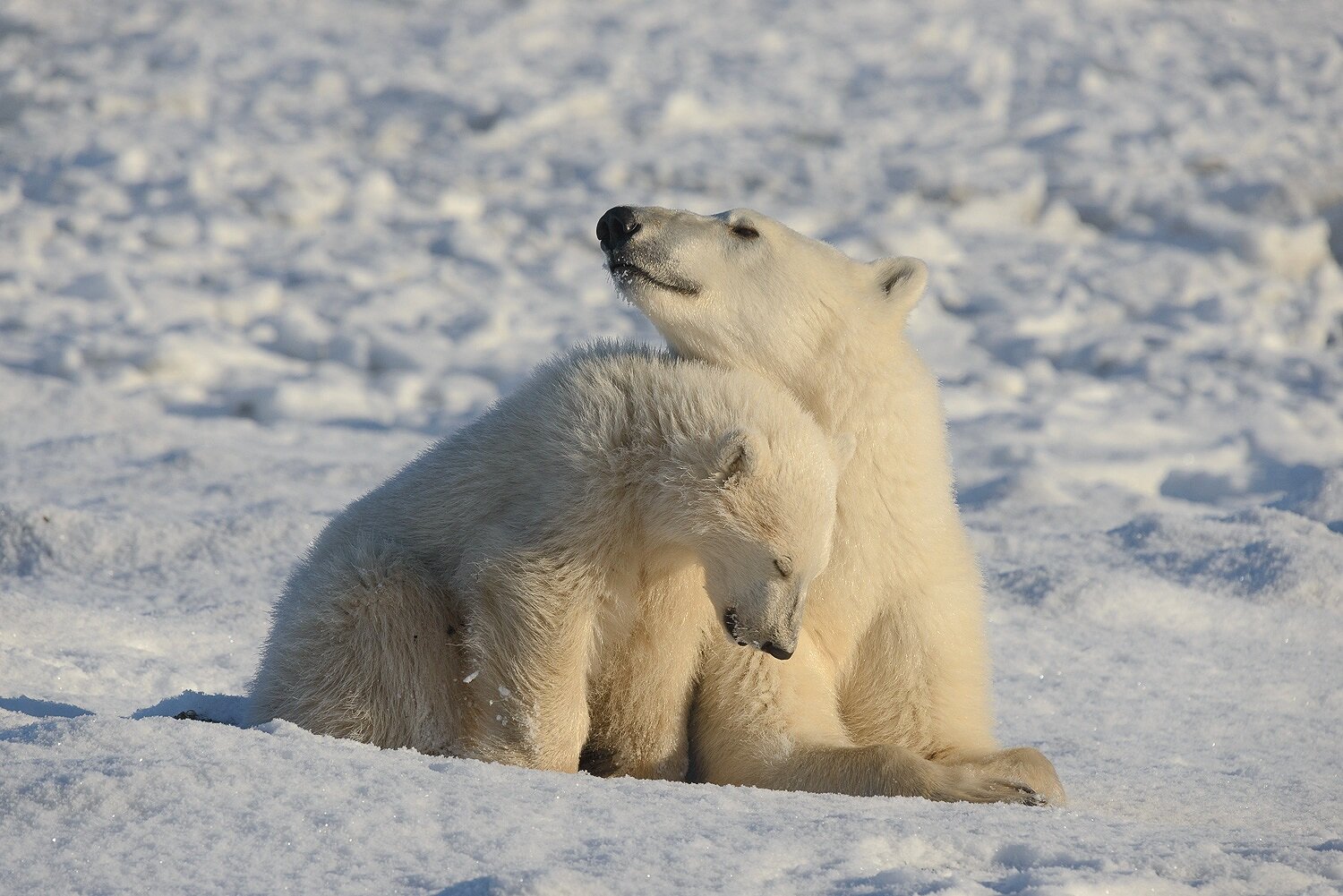 Mother and Cub Polar Bears Relaxed at the Edge of Hudson Bay 1 