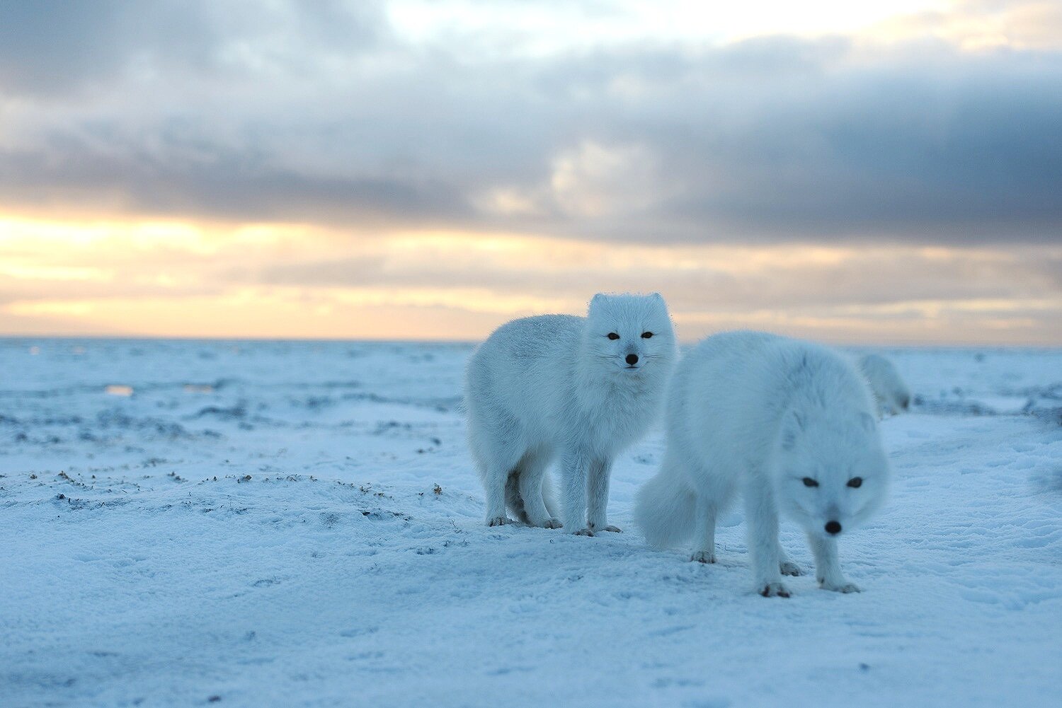 Portrait of Two Arctic Foxes on the Tundra at Sunset 