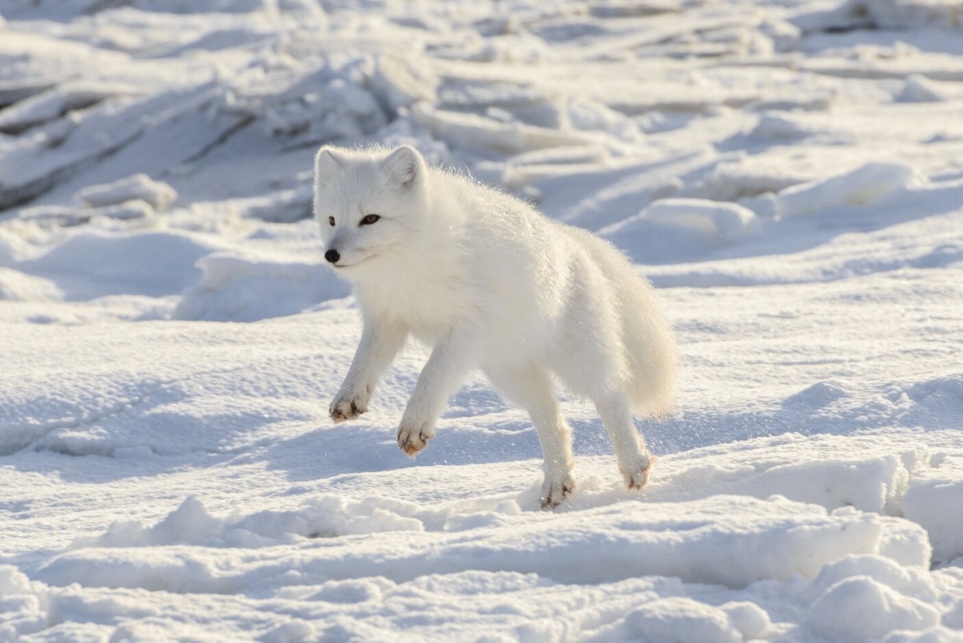 Arctic Fox Jumping 