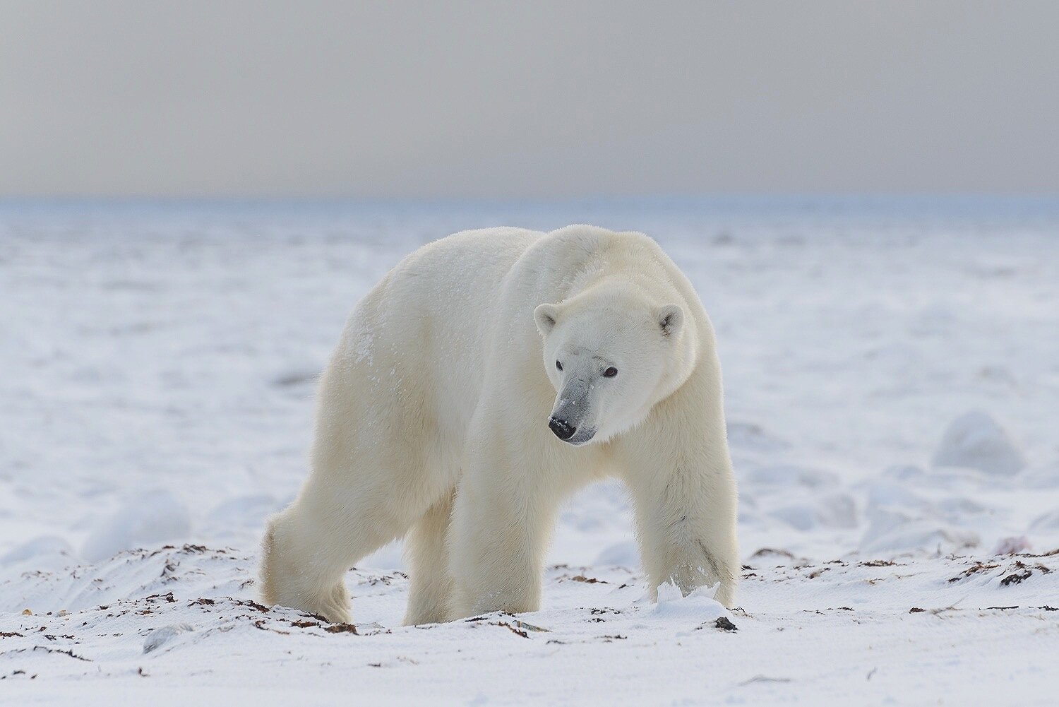 A Large Male Polar Bear Comes Ashore Off The Hudson Bay Sea Ice 