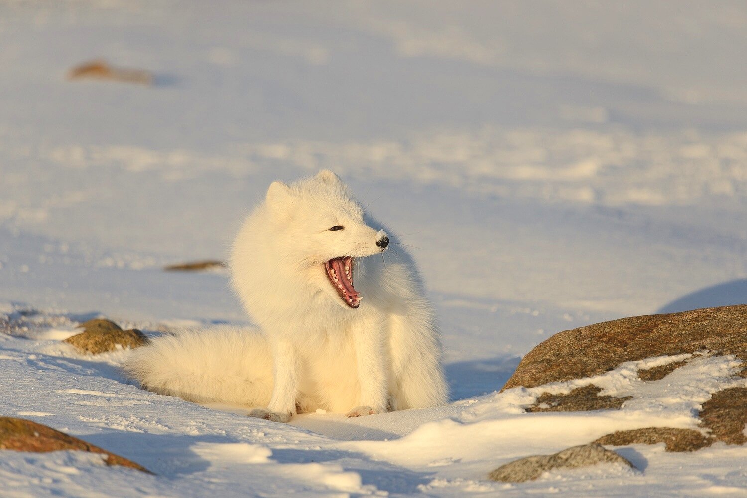 Arctic Fox Showing Its Teeth 