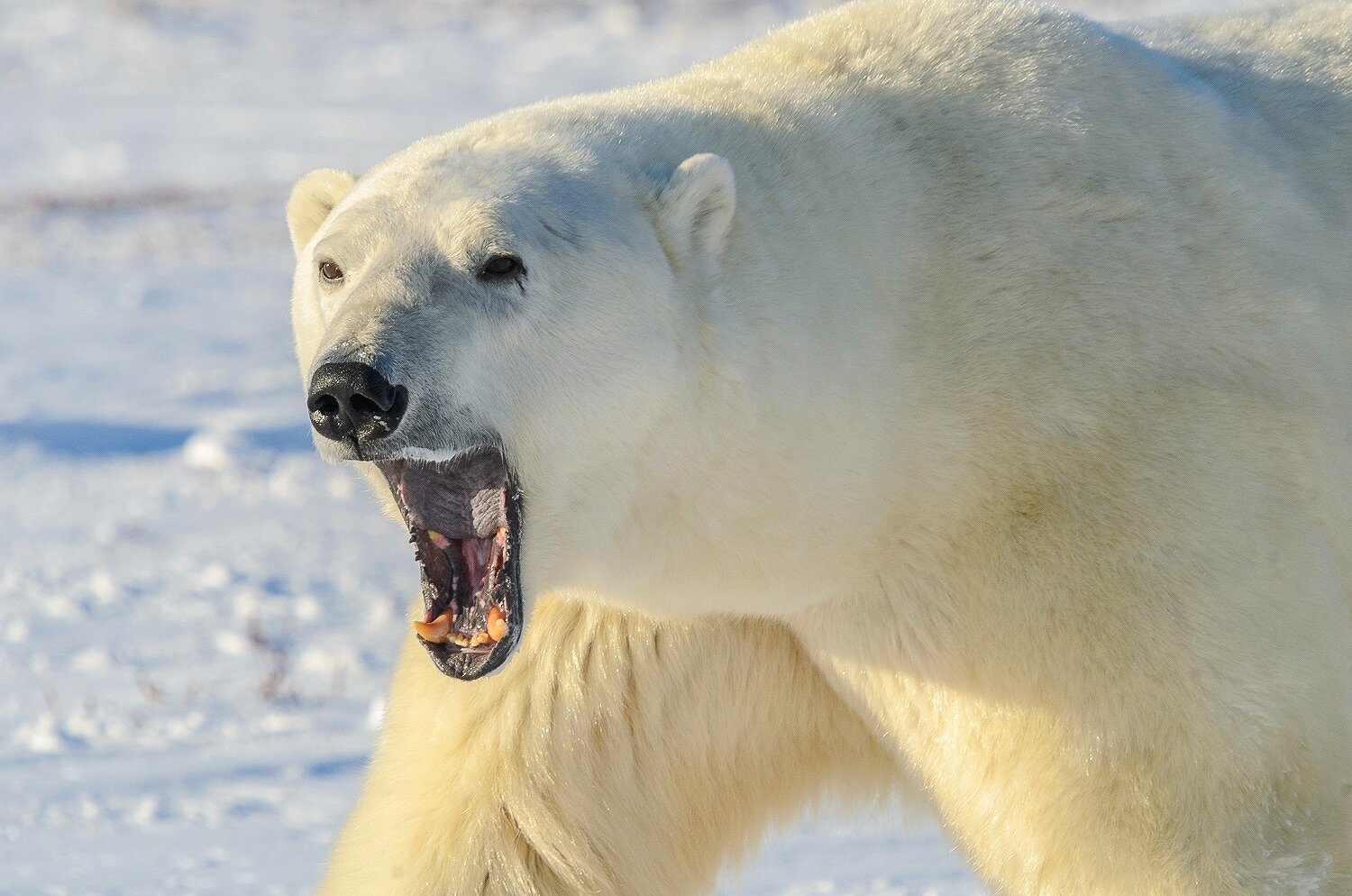 Polar Bear Up Close, Showing its Teeth 