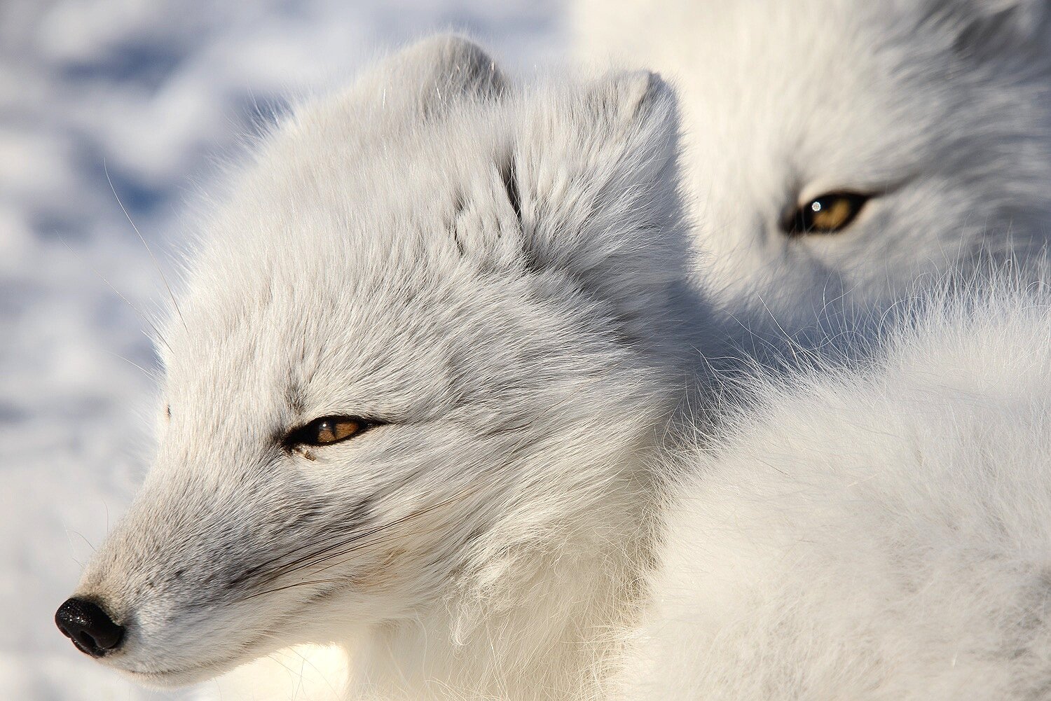 Arctic Fox Eyes 
