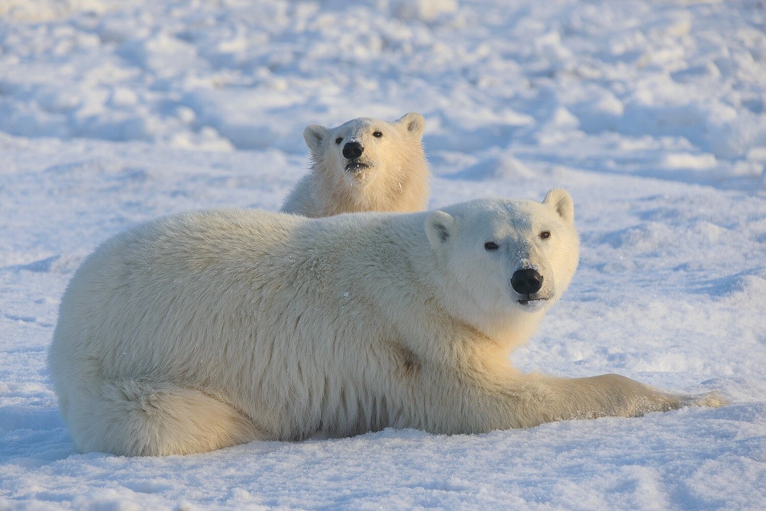 Mother and Cub Polar Bears Relaxing by the Shores of Hudson Bay 1 