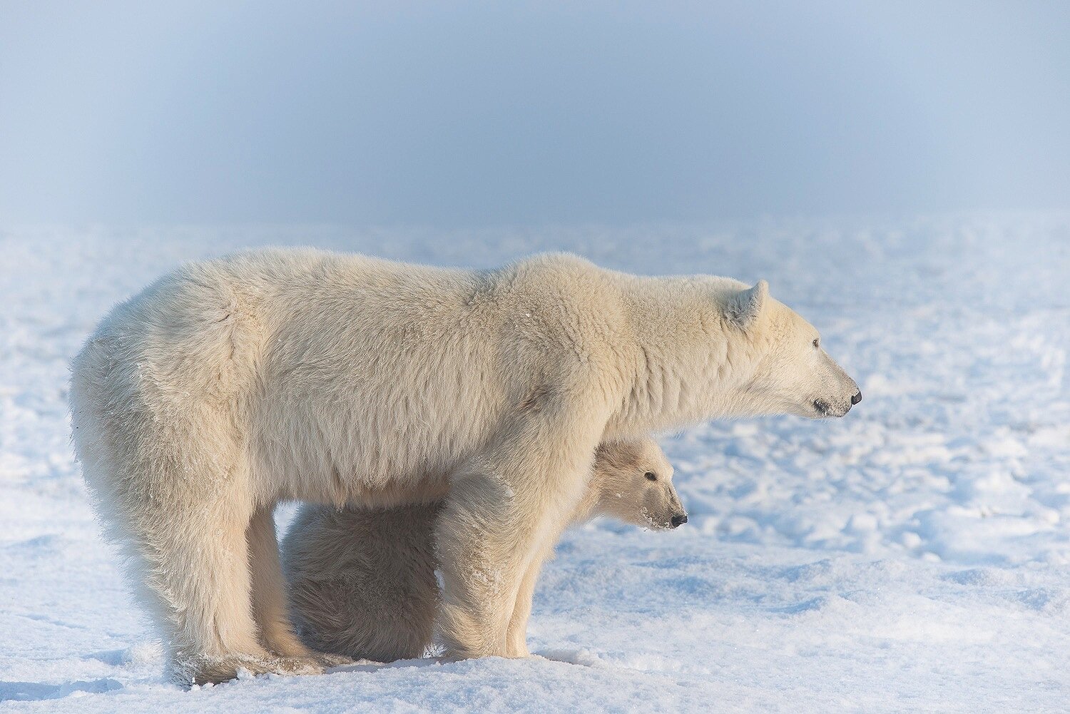 Mother and Cub Polar Bears Relaxing by the Shores of Hudson Bay 2 