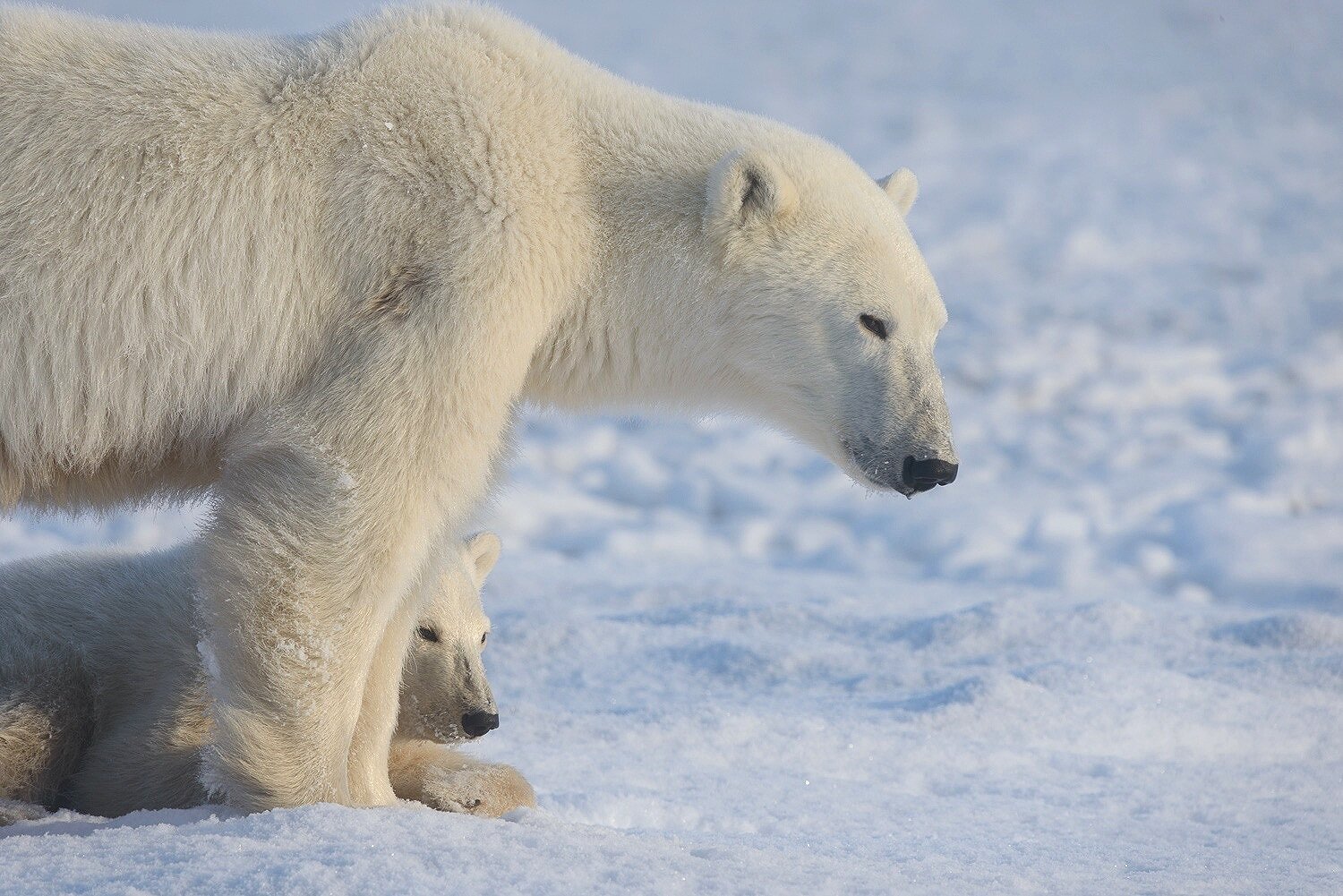 Mother and Cub Polar Bears Relaxing by the Shores of Hudson Bay 3 