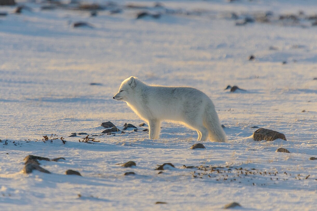 Arctic Fox Facing the Low Arctic Sun