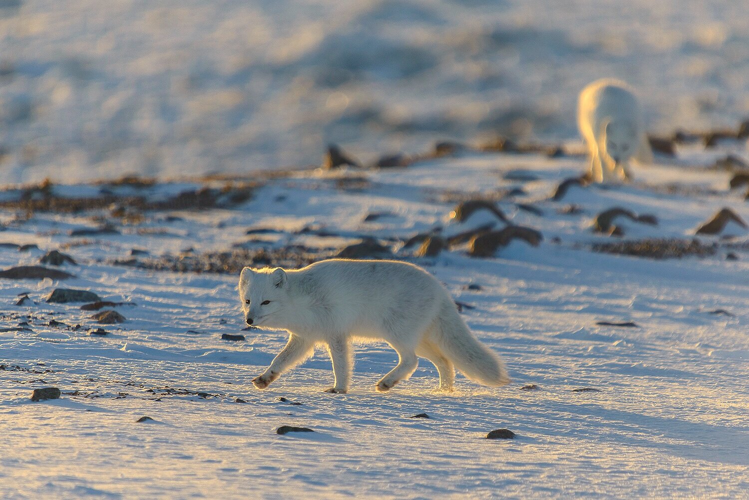 Arctic Foxes at Evening