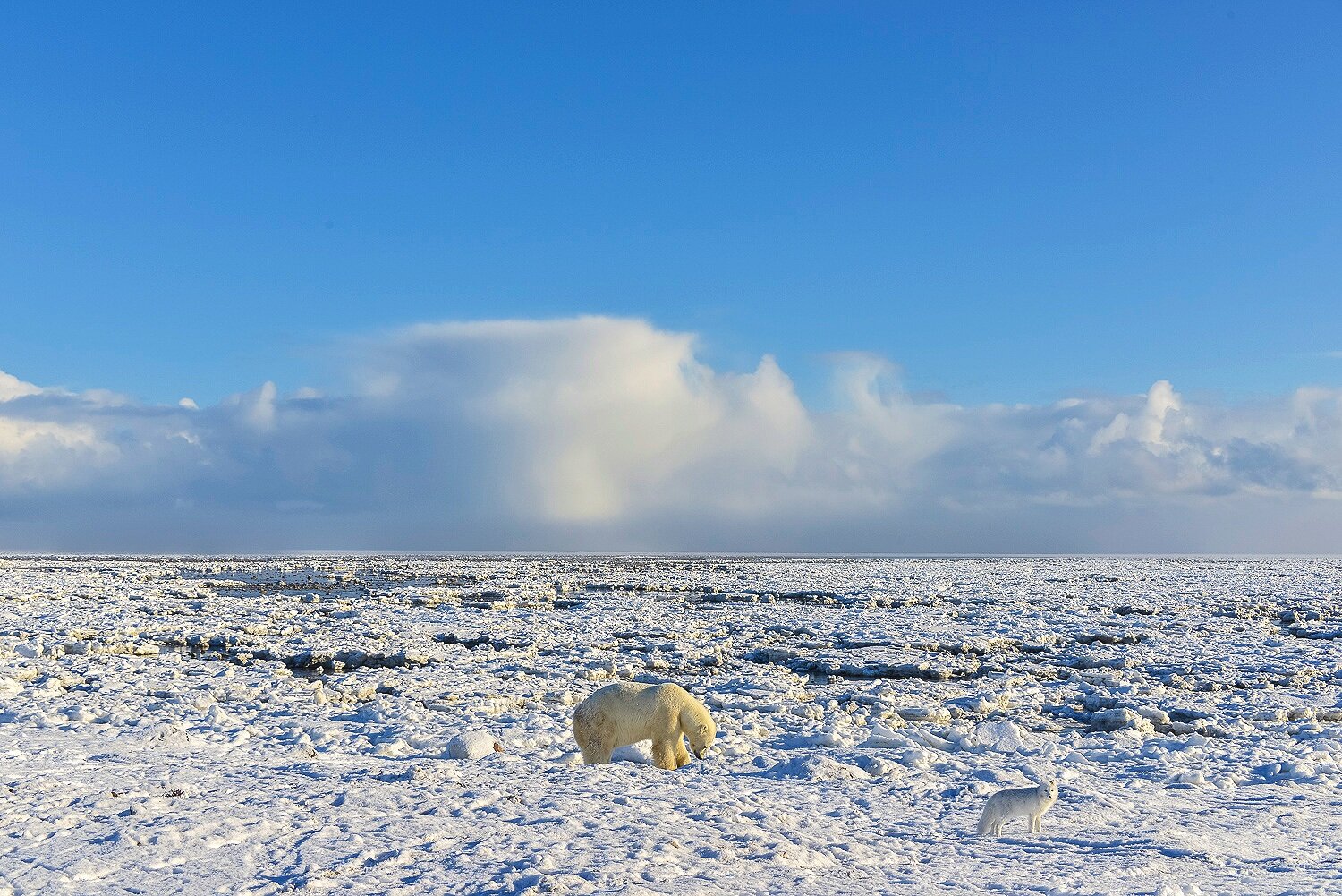 Polar Bear Digging For Clams Accompanied by an Arctic Fox