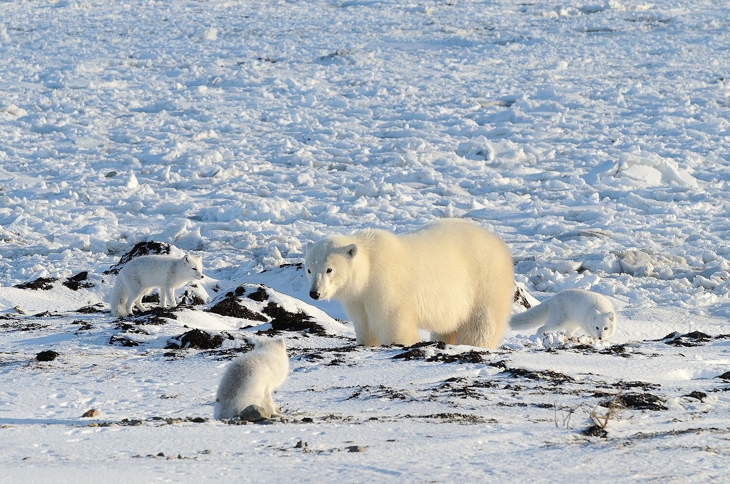 Polar Bear Surrounded By Arctic Foxes at the Shore of Hudson Bay 