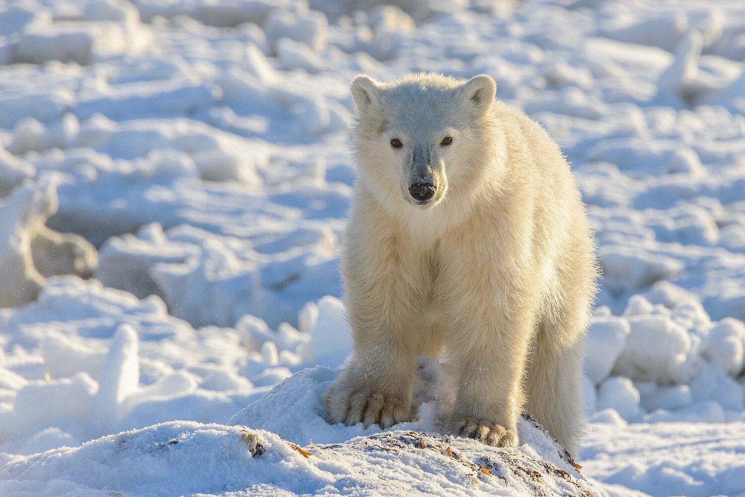 Portrait of a Polar Bear Cub