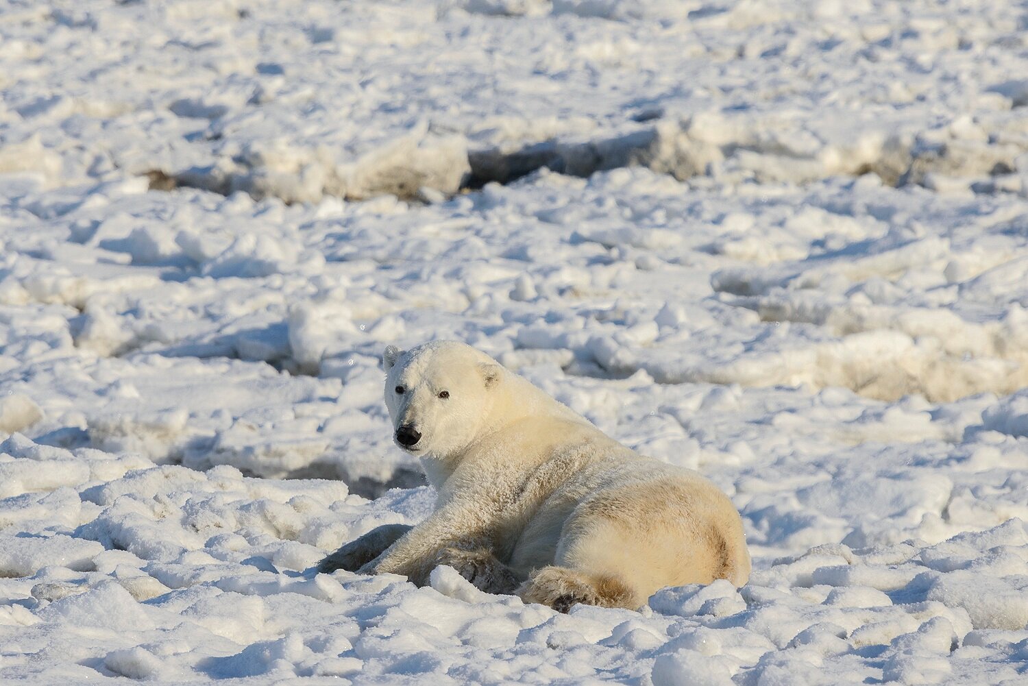 Polar Bear Relaxing at the Edge of the Ice 