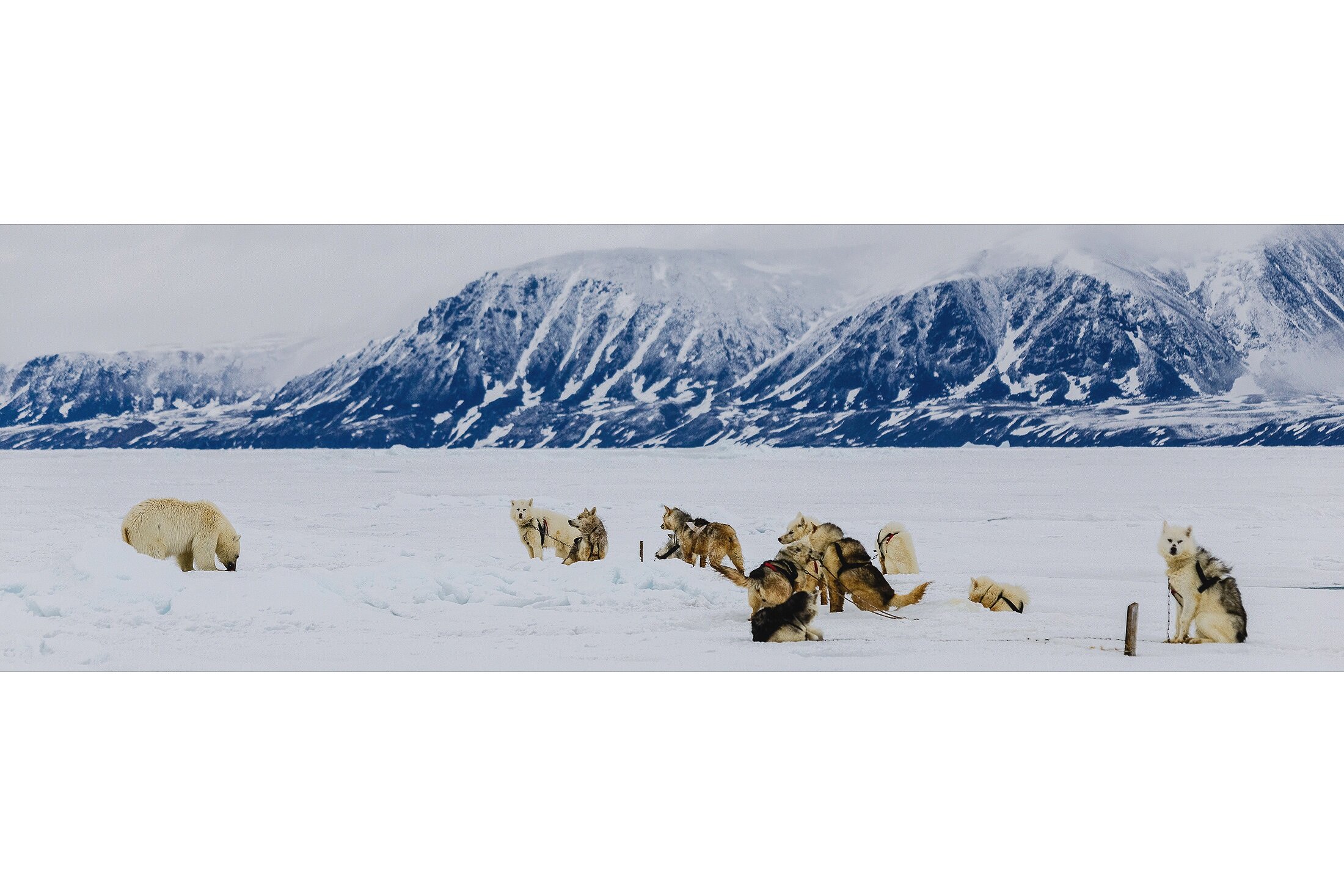 Polar Bear and Inuit Dog Team 