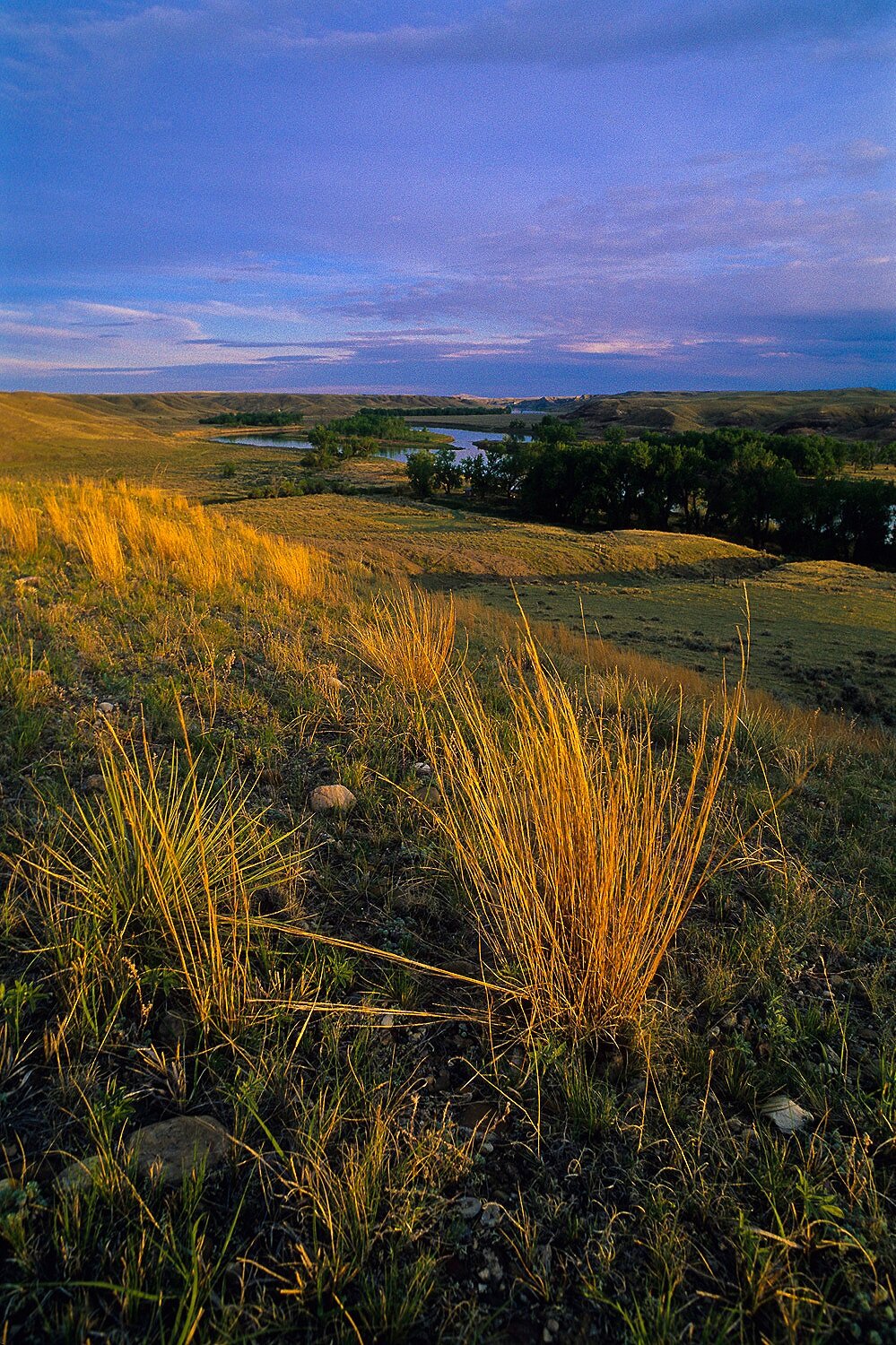 Blackfeet Encampment 