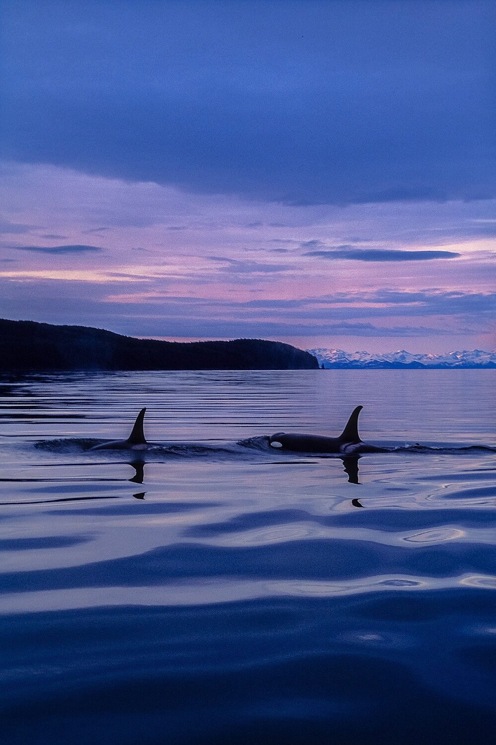 Killer Whales at Evening 