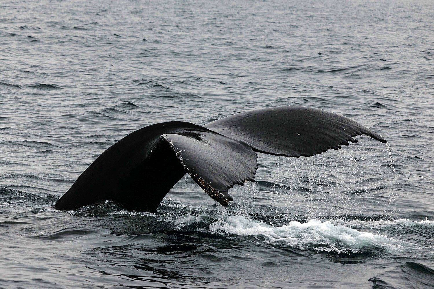 Humpback Whale Flukes 