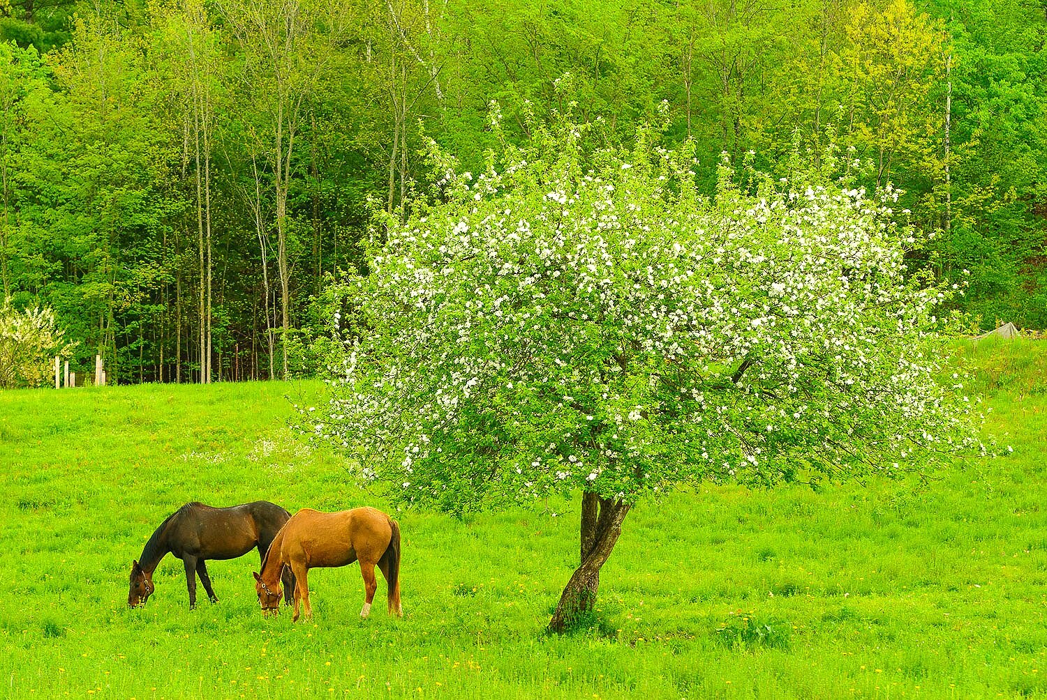 Springtime Horses 