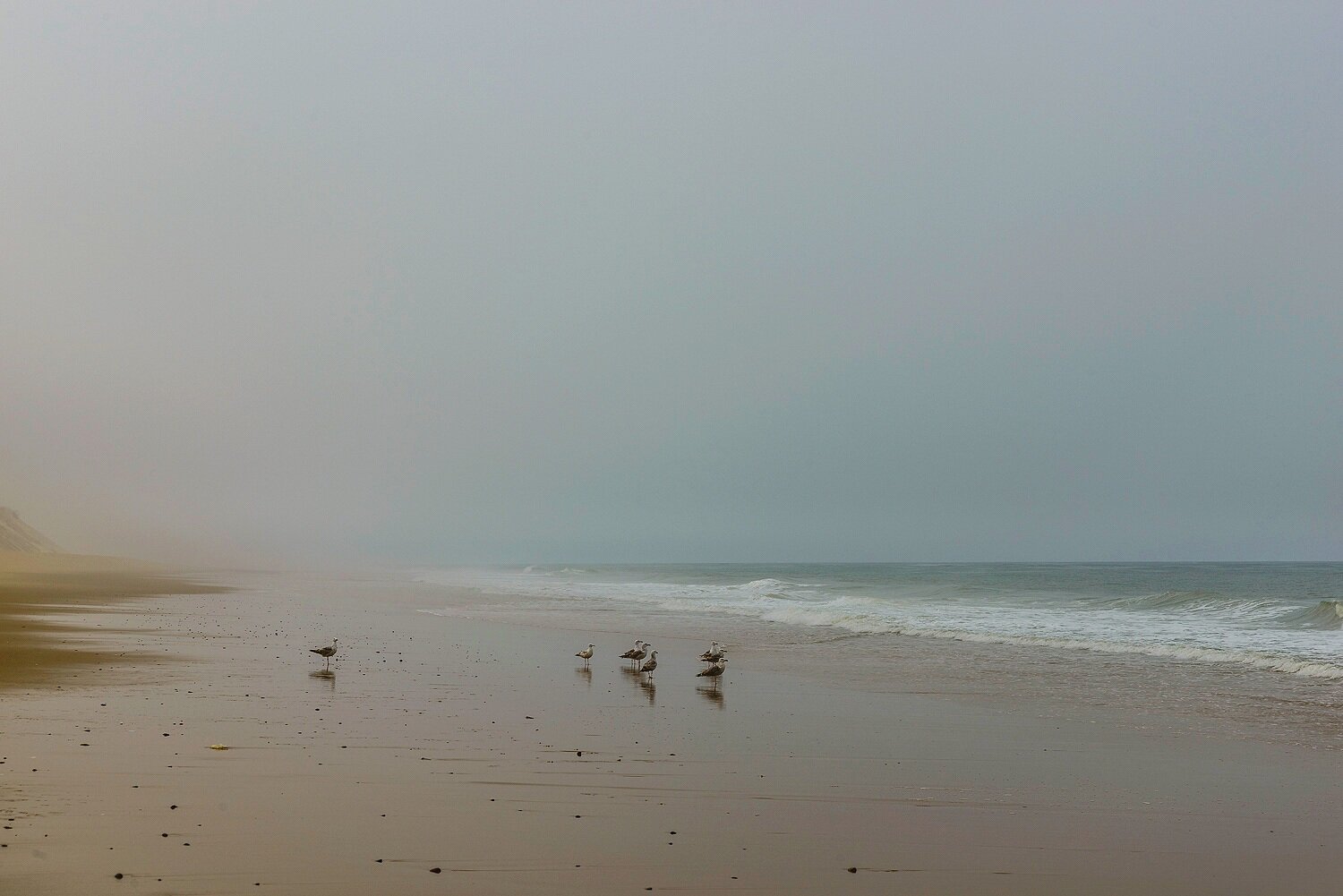 Grounded Gulls on the Great Beach 