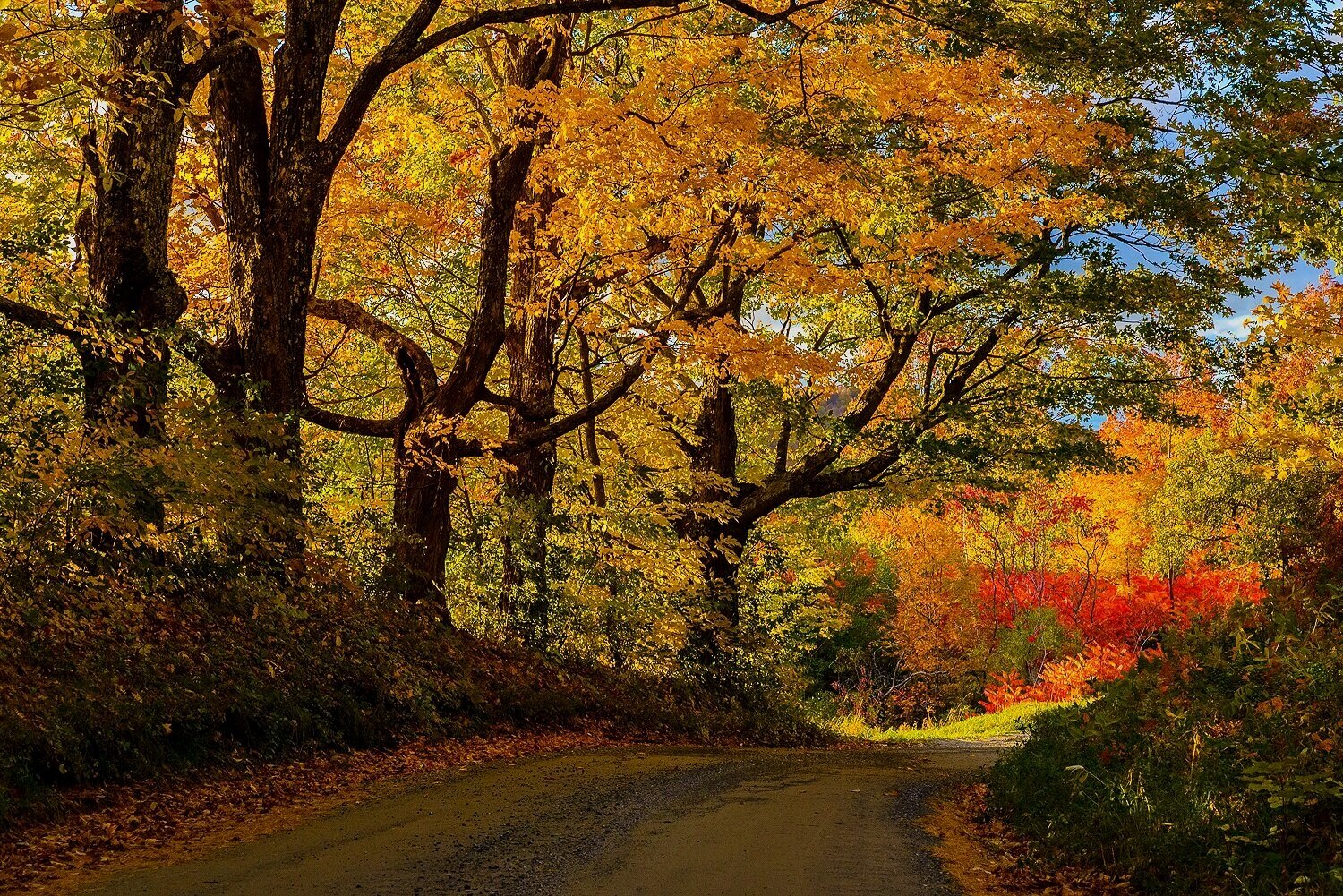 Autumn Country Road 