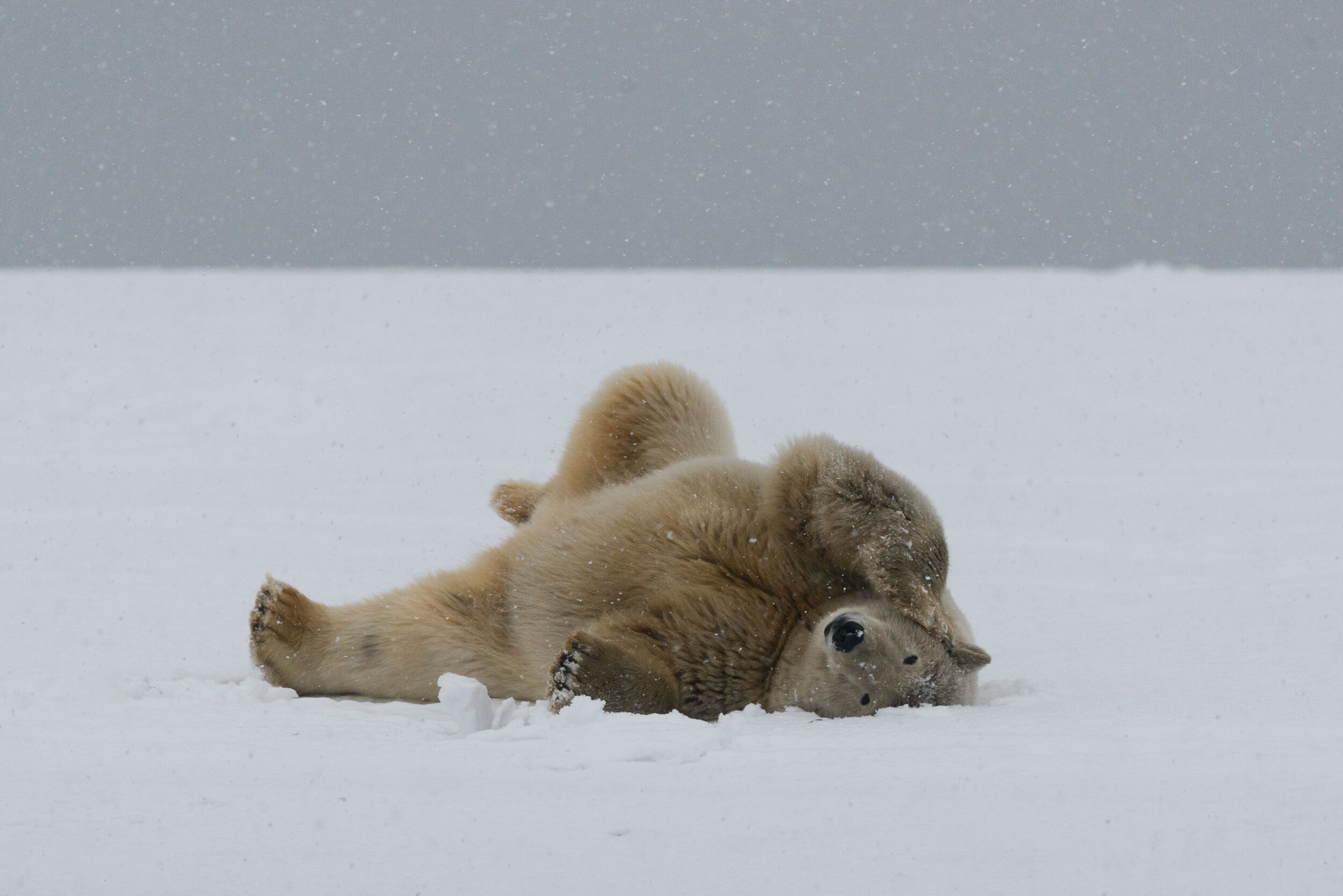 Playing in the Snow