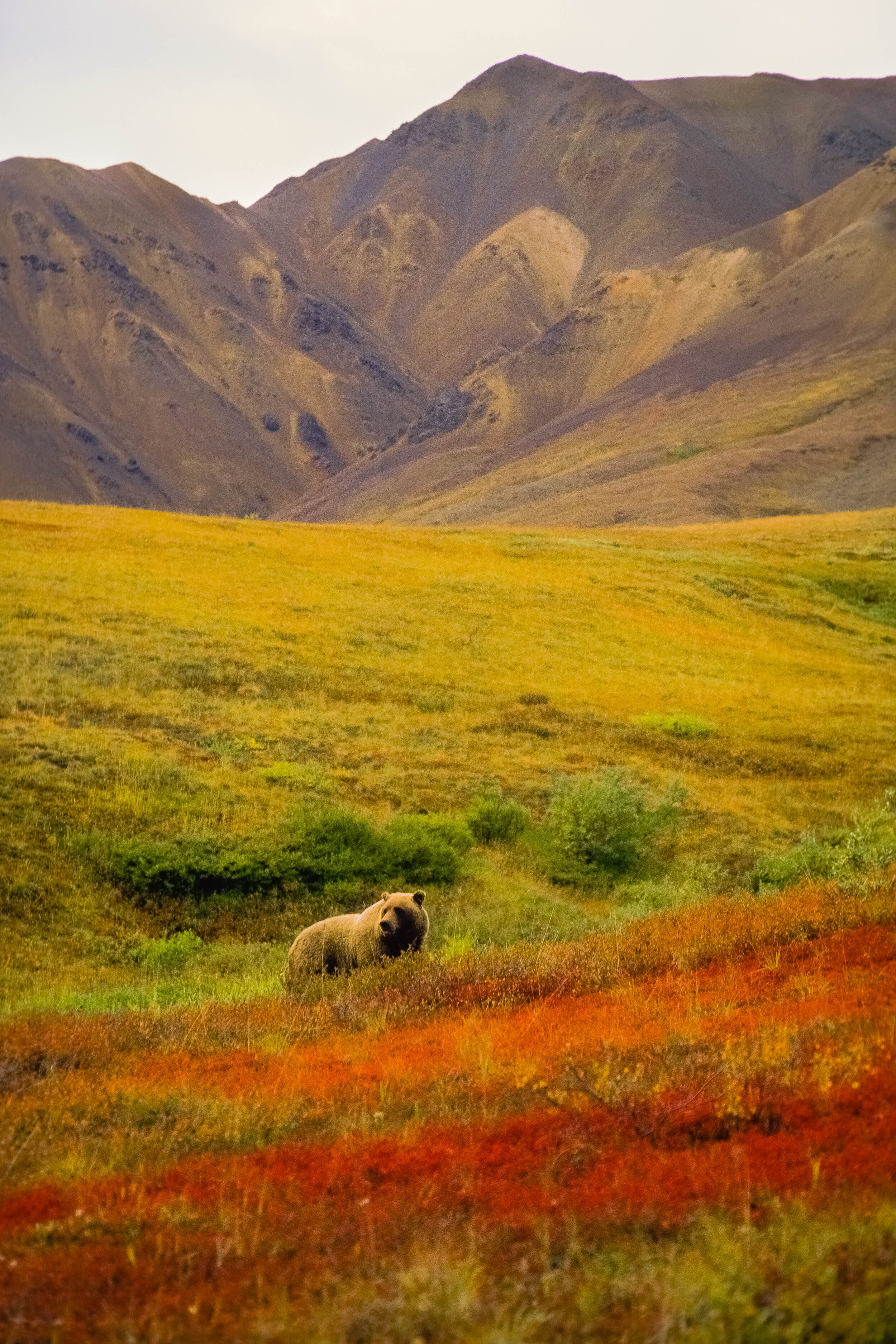 Grizzly in the Autumn Tundra