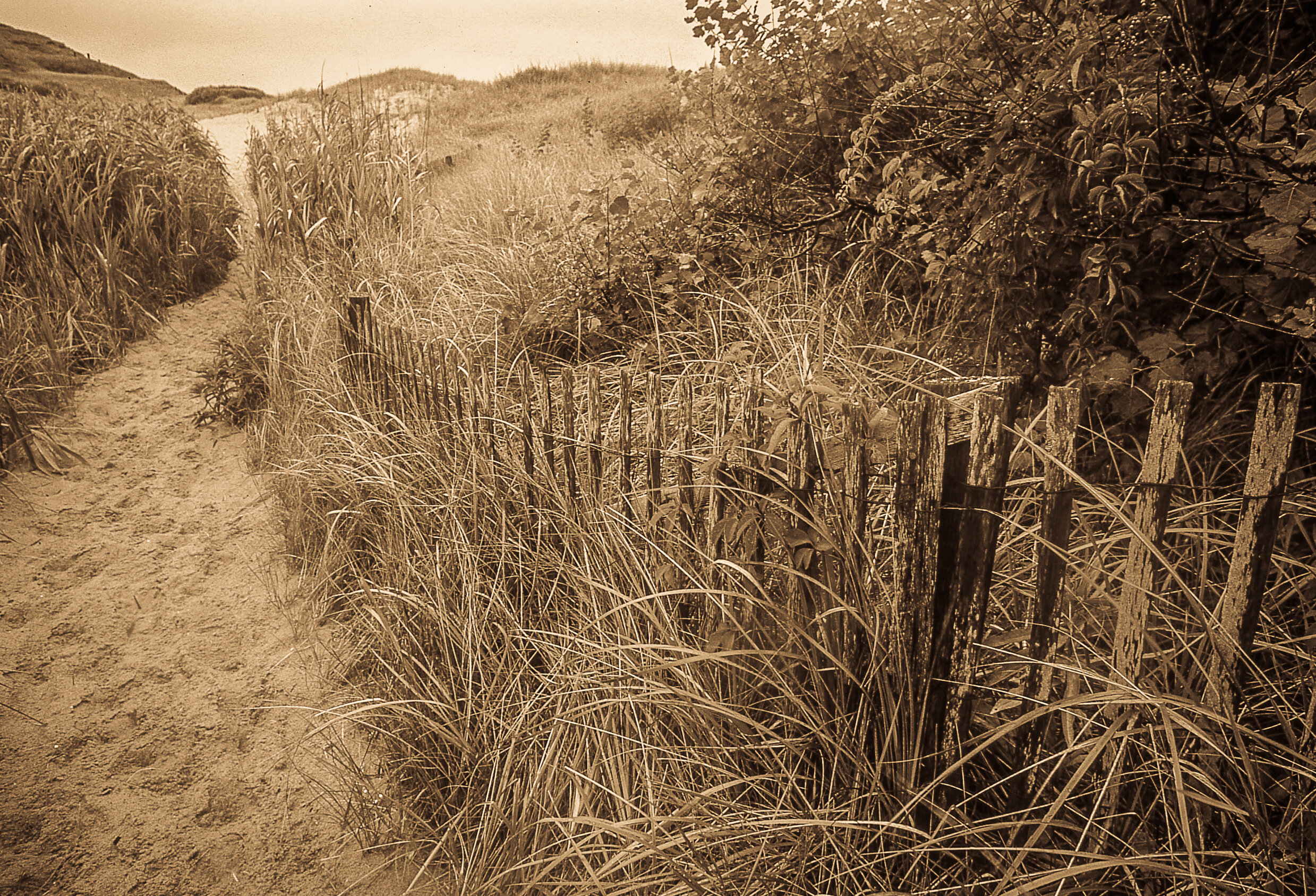 The Sand Fence