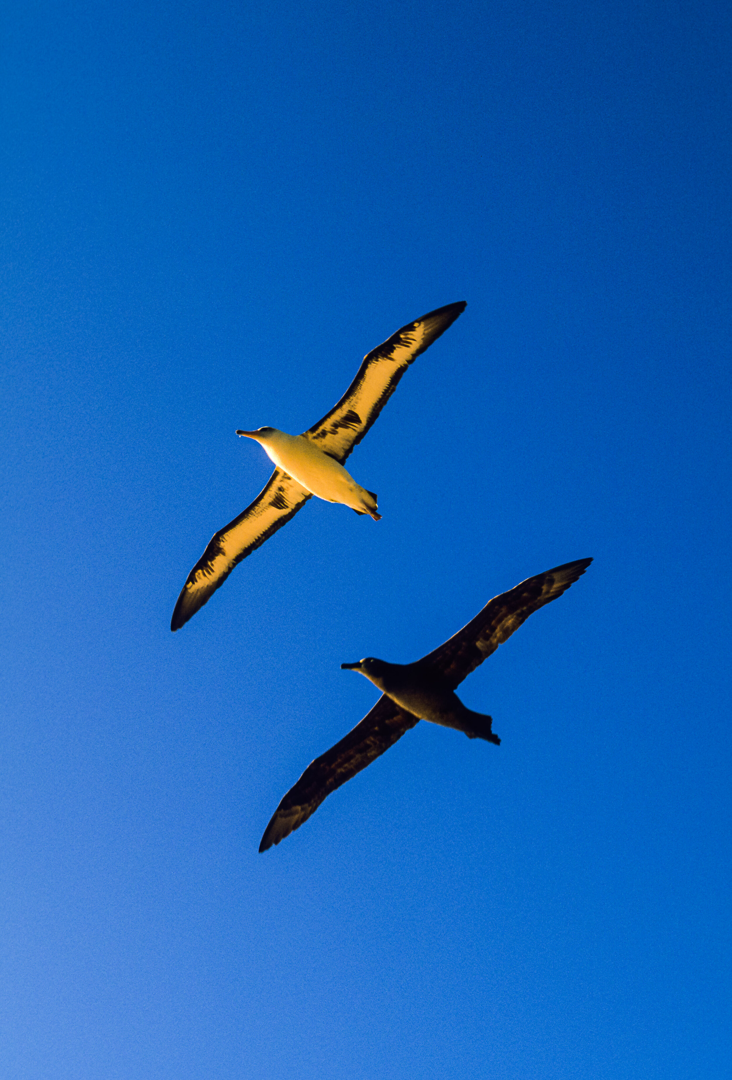 Albatross in Flight on Eleven-Foot Wingspans