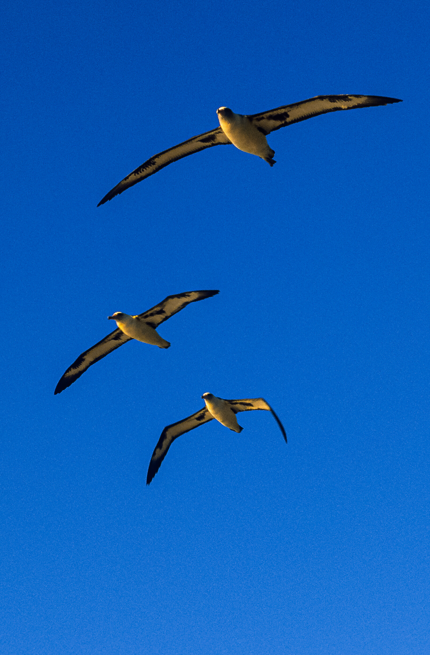 Albatross Soaring