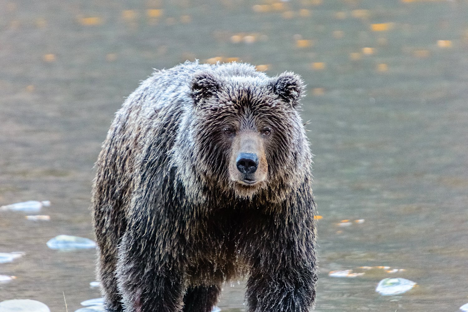 Meeting the Ice Grizzly