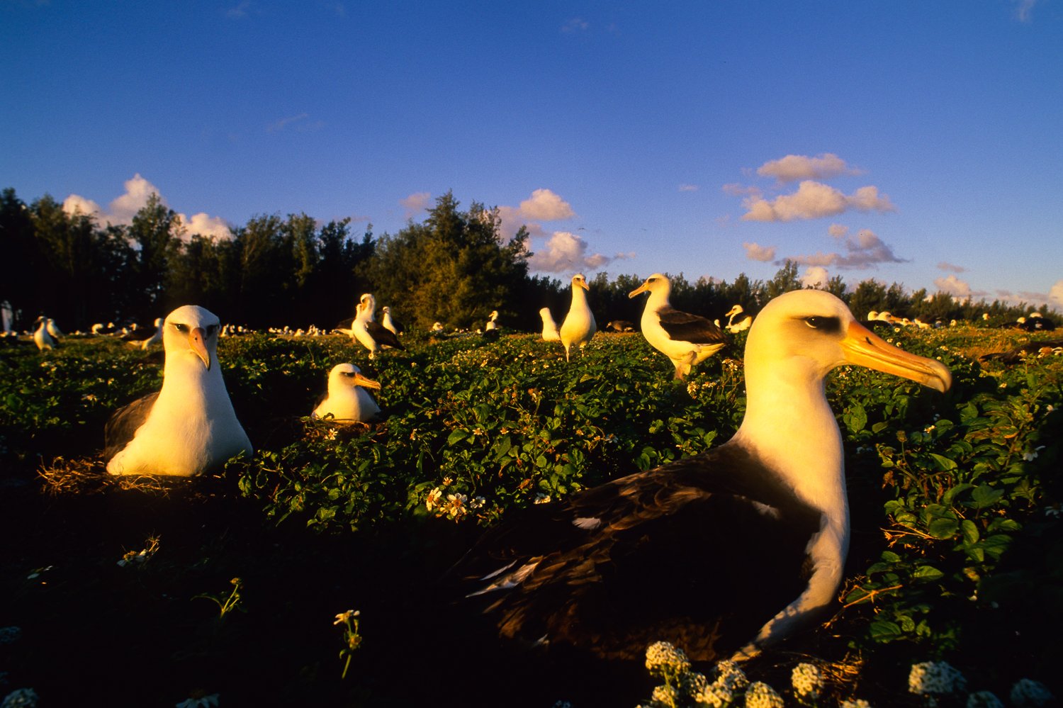 A Gathering of Albatross