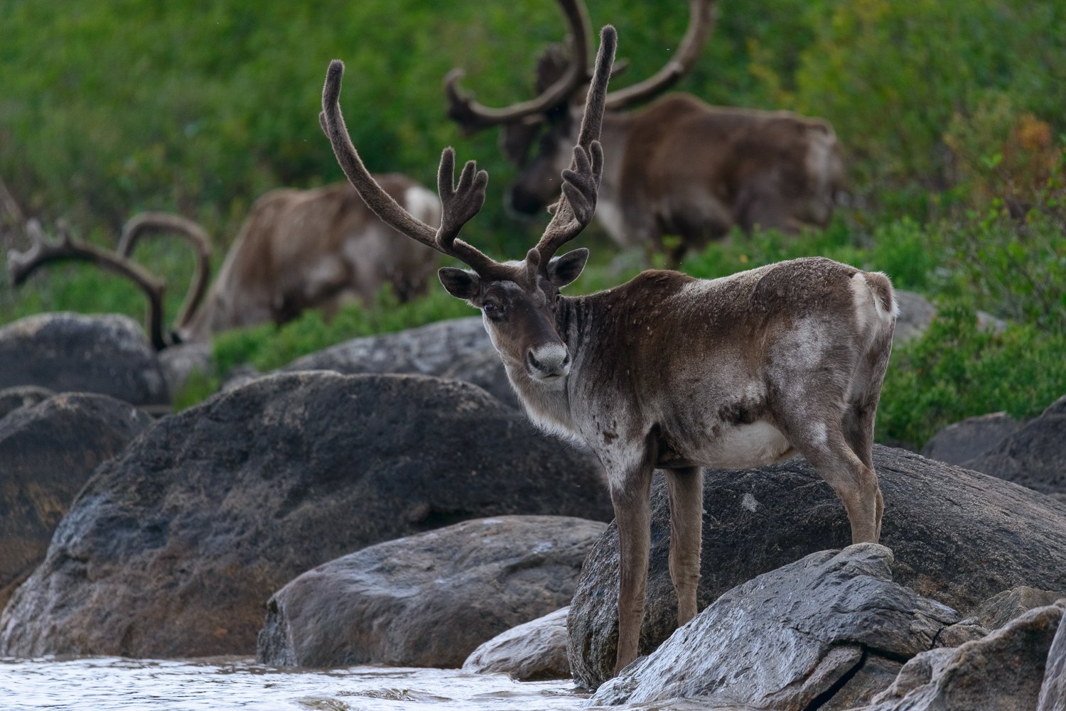 Caribou Crossing