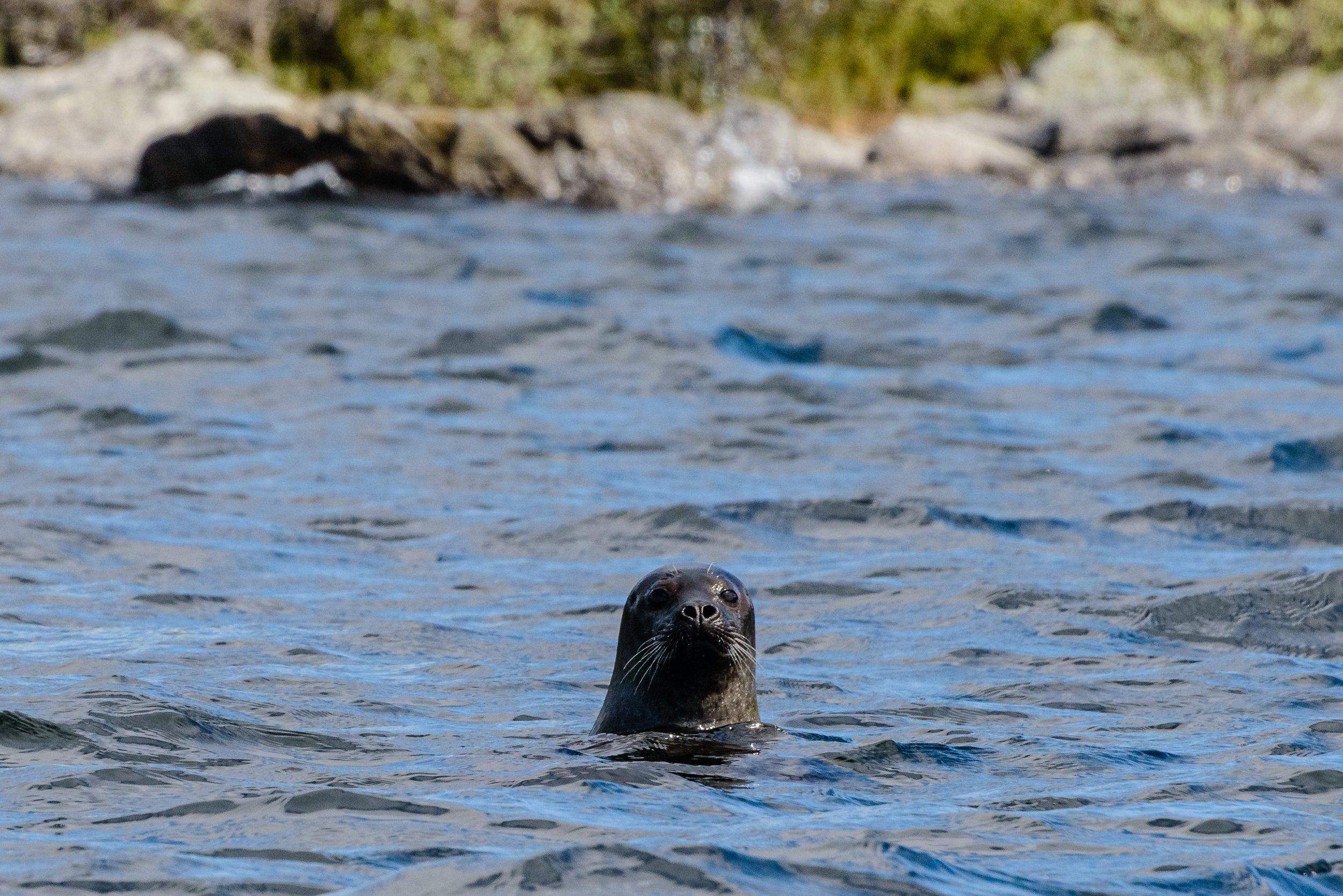 Proof of Life - Landlocked Freshwater Seal