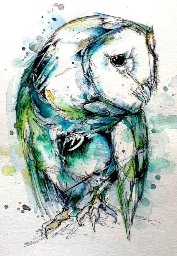 Tyto © Abby Diamond finchfight.tumblr.com