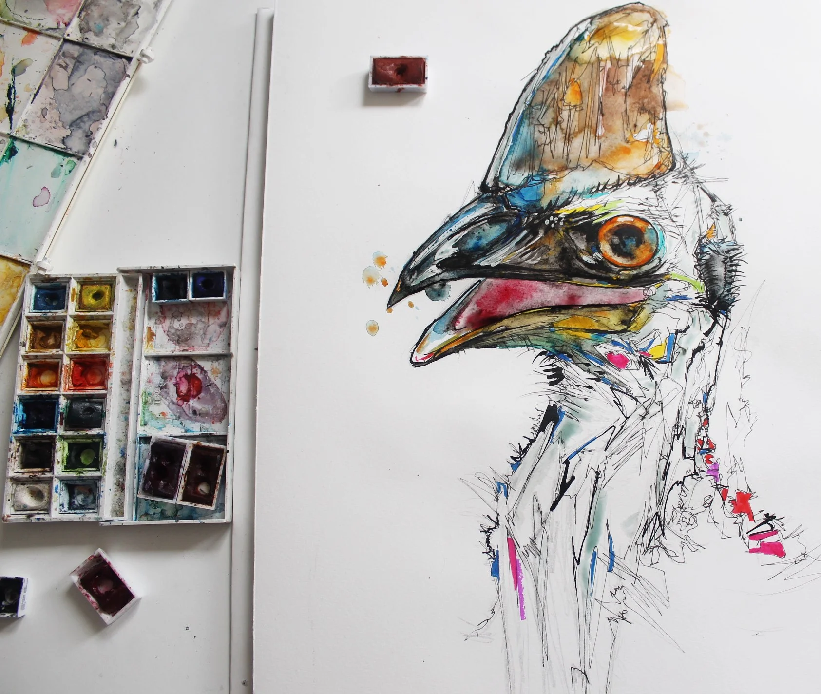 cassowary1.jpg