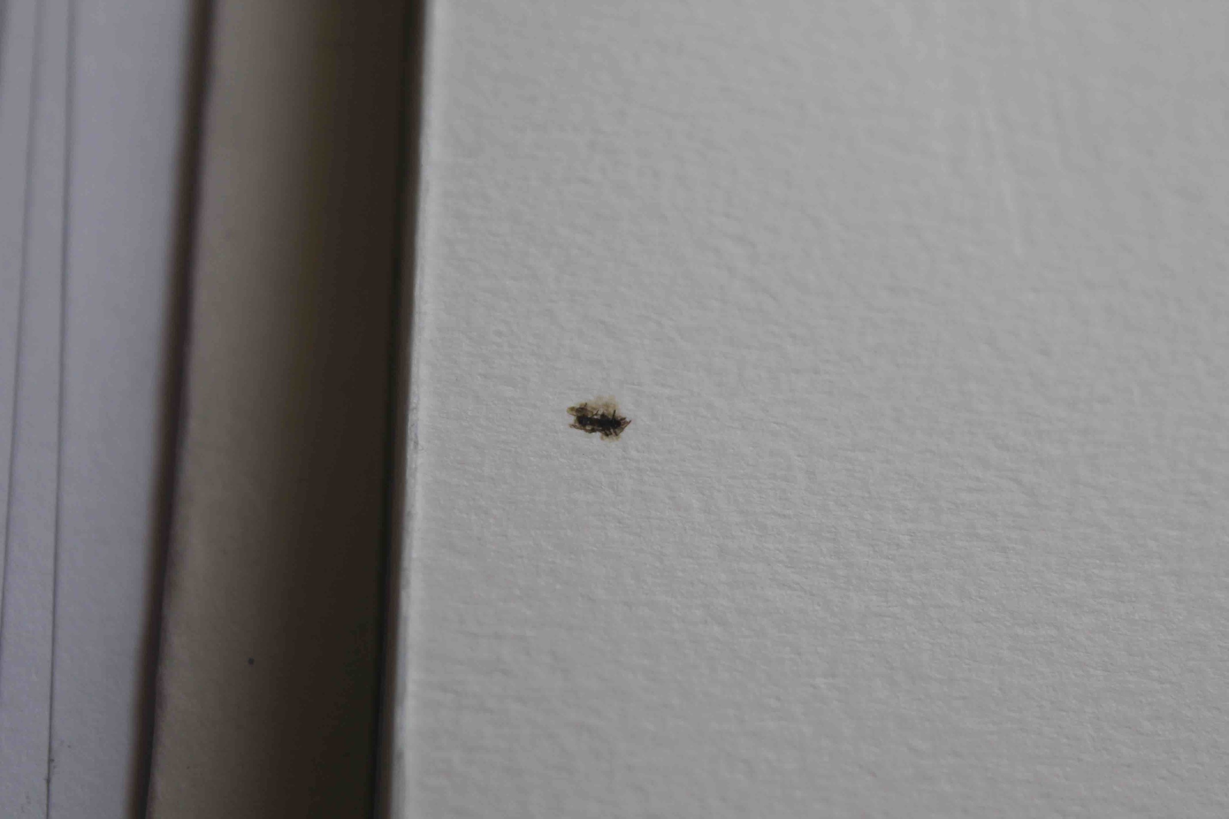 bug2.jpg