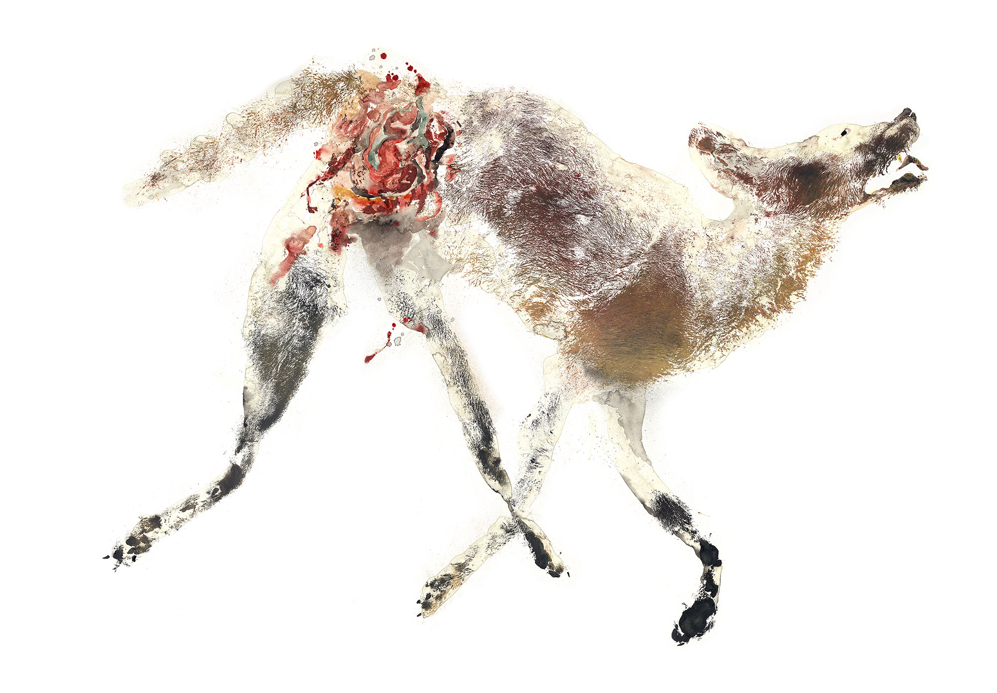 Coyote 1 © Inked Animal inkedanimal.com