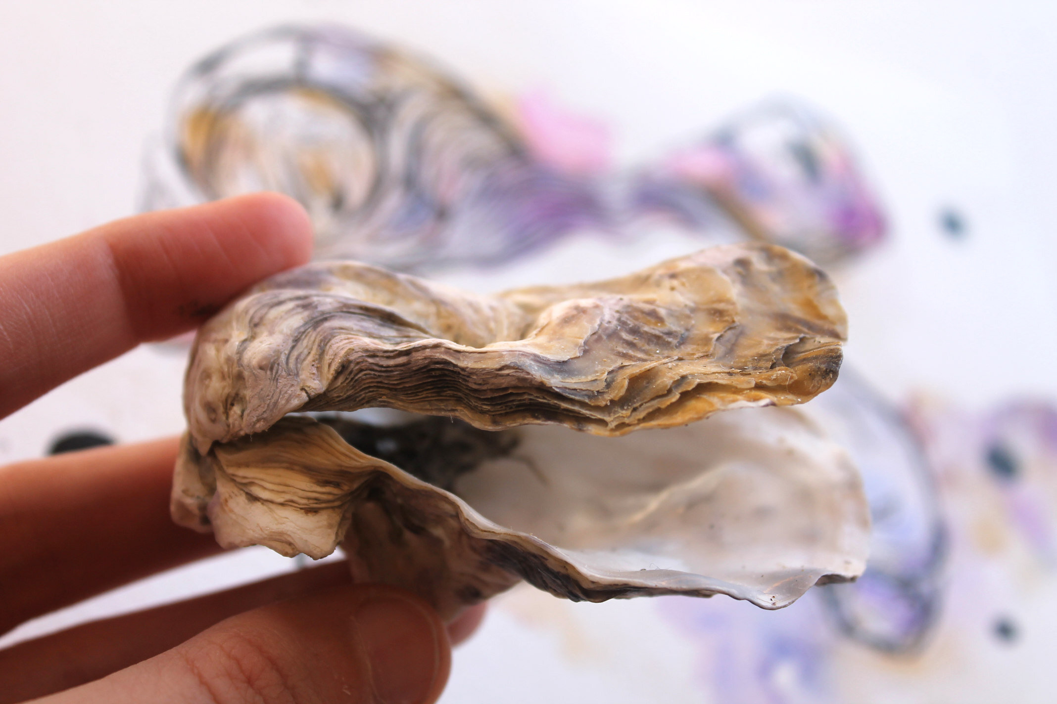 curvy-oyster-shell.jpg