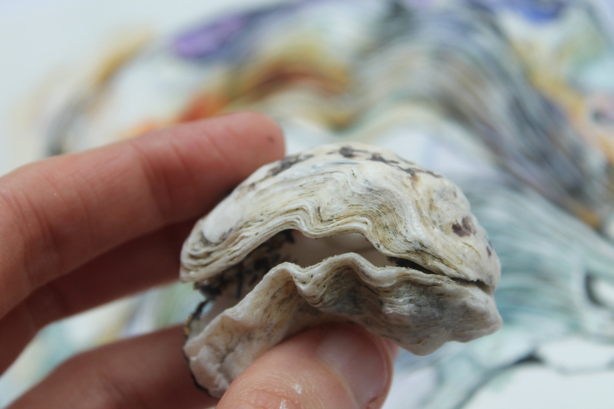 oyster-shell-mouth1.jpg