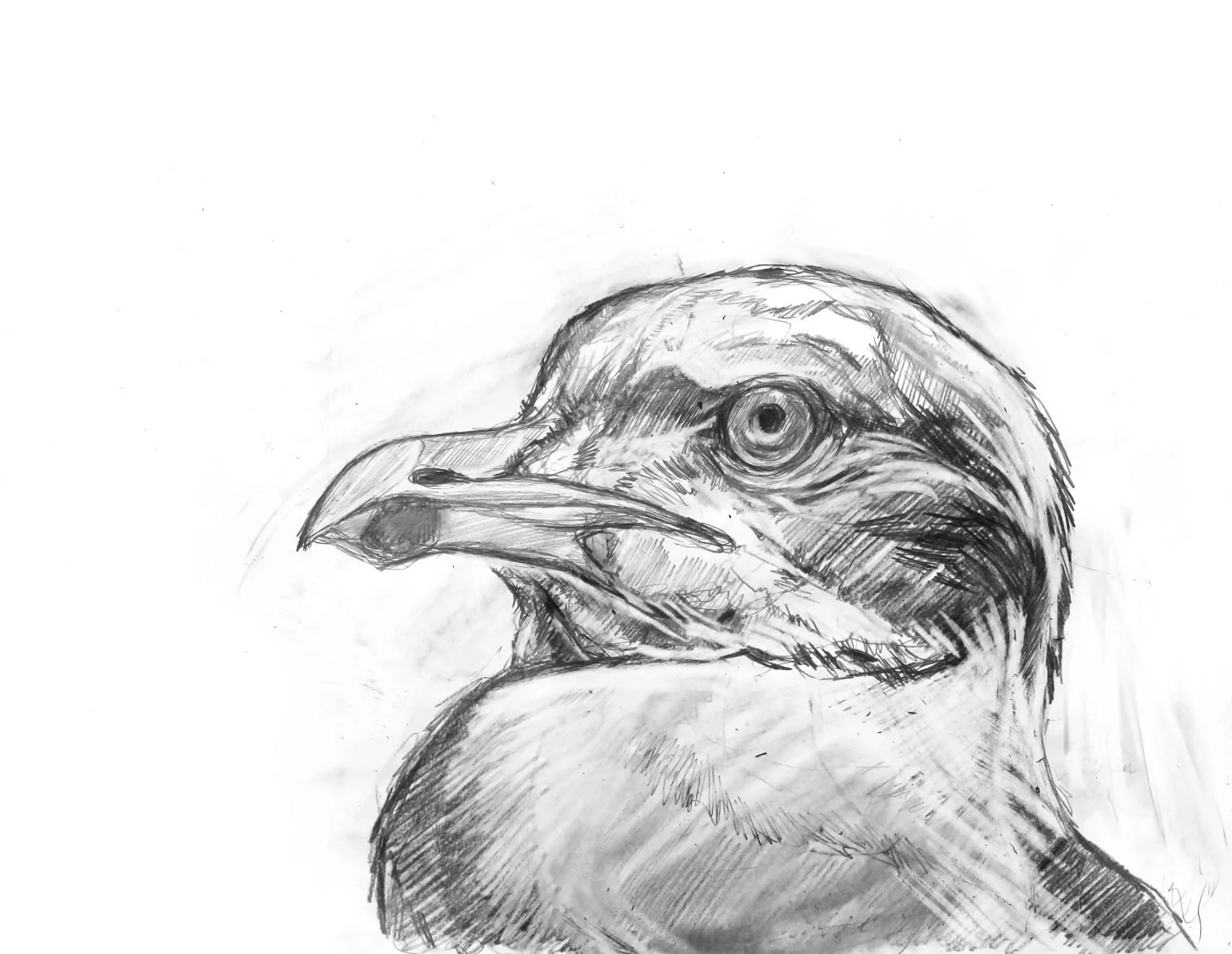 herring–gull–march11–24.jpg