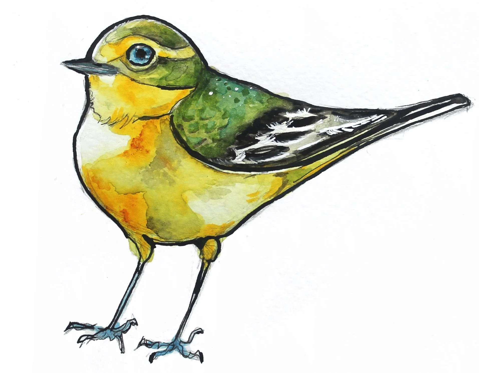 yellow-wagtail-may24-lauracorbettis.jpg