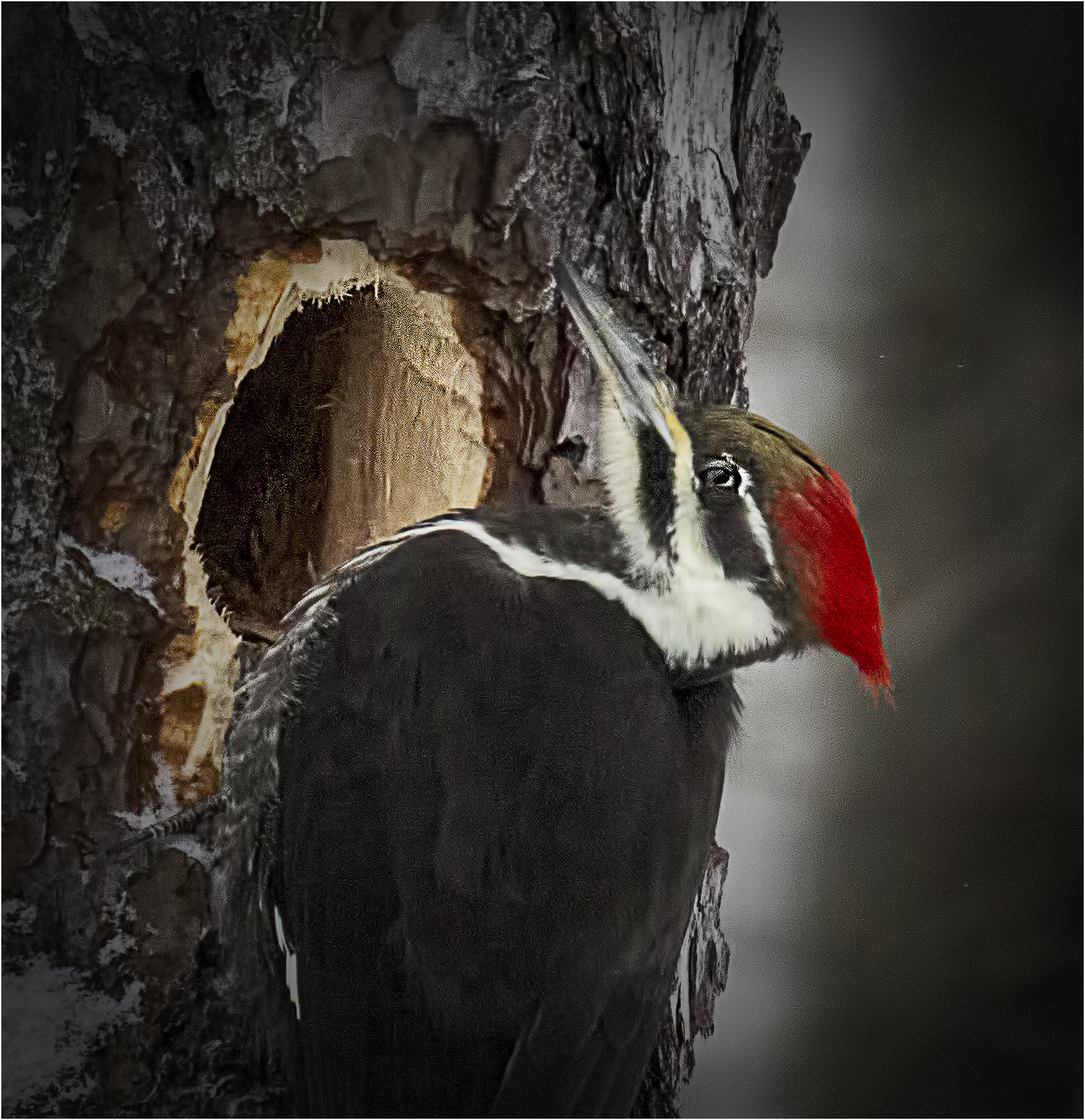 woodpecker.jpg