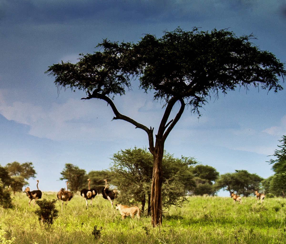 africa-1170-Edit-Edit-Edit.jpg