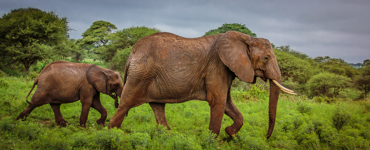 Serengeti Elephants, Tanzania