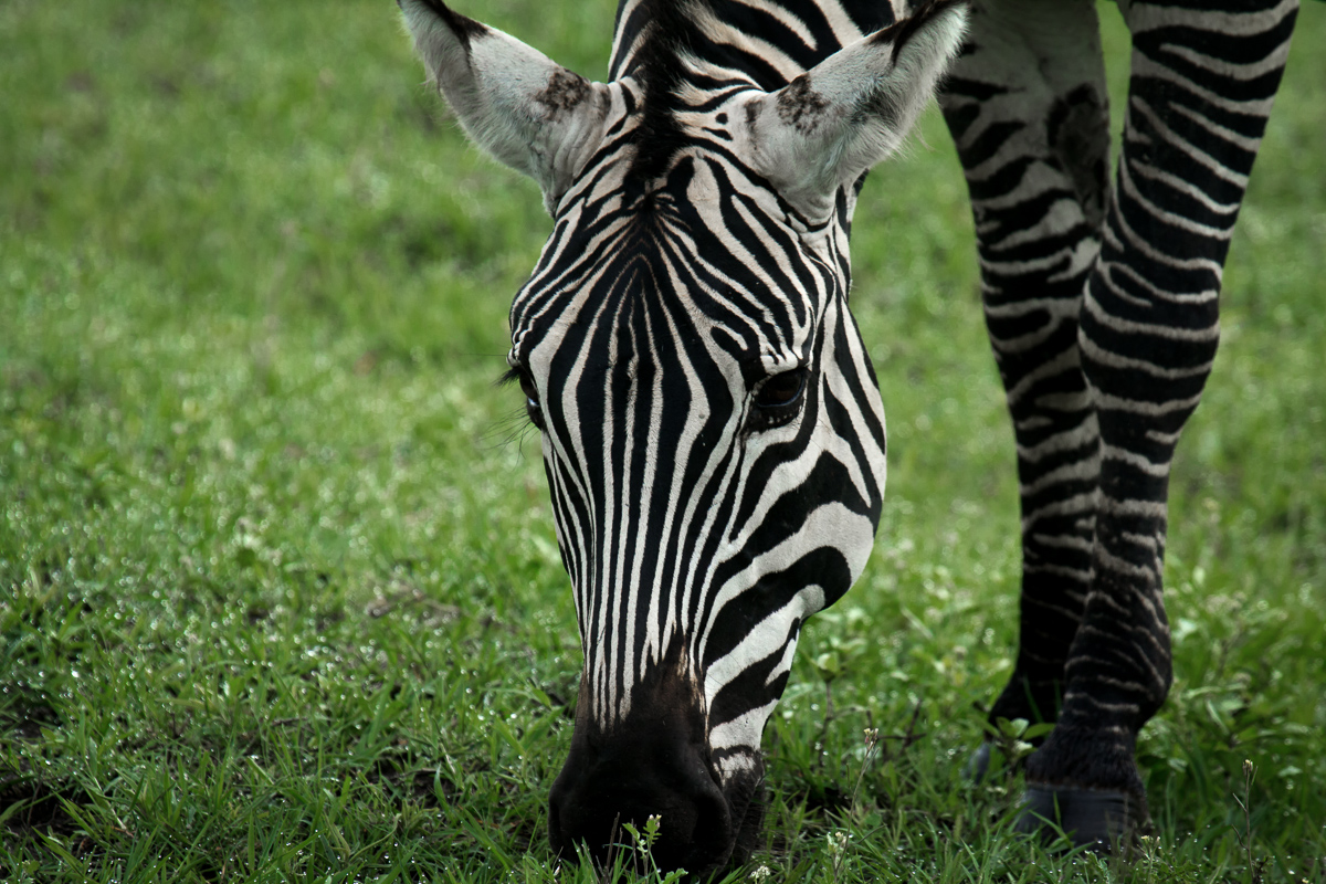 Africa-4833-Edit.jpg