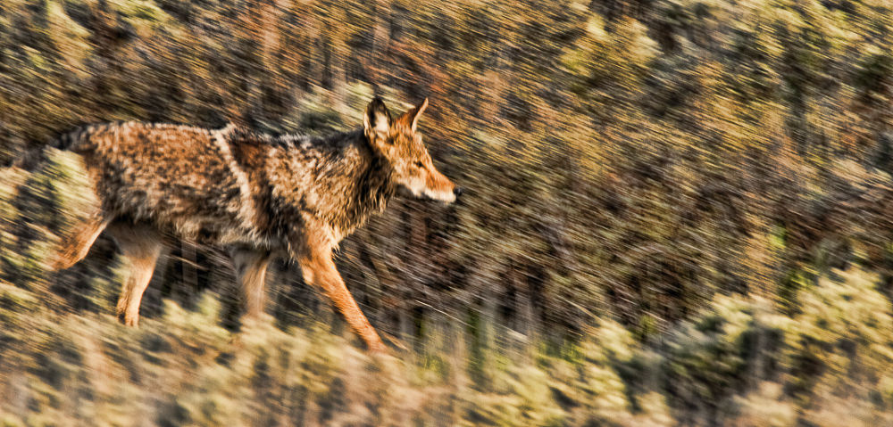 Coyote, Grand Tetons