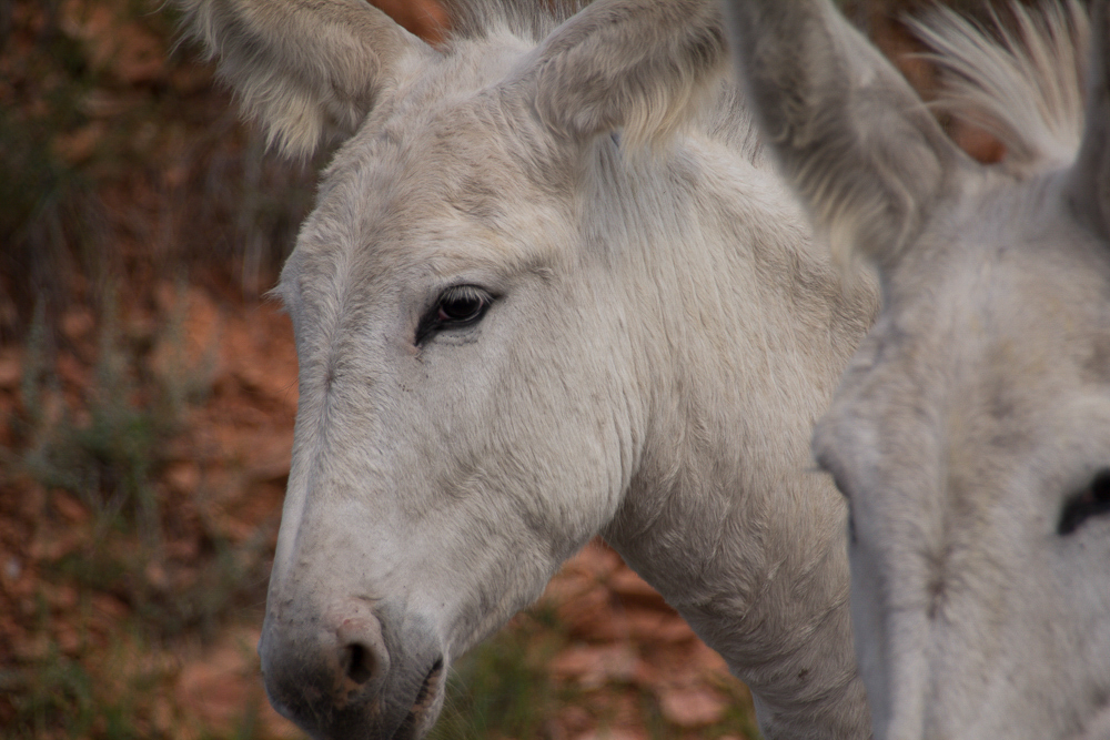 Wild Burros