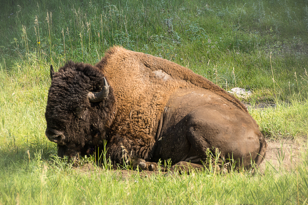 Buffalo at rest