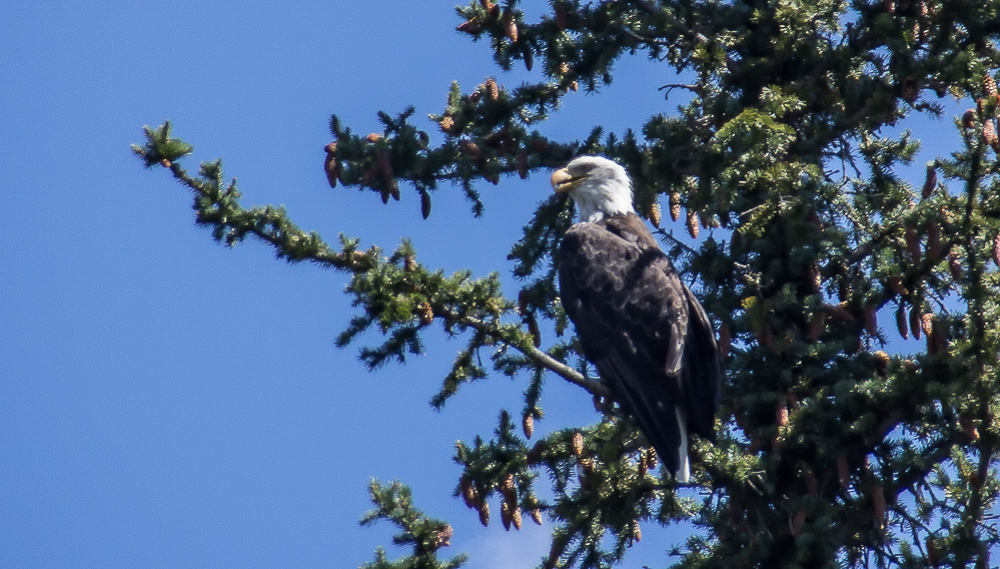 Eagle on the Snake River, Grand Tetons