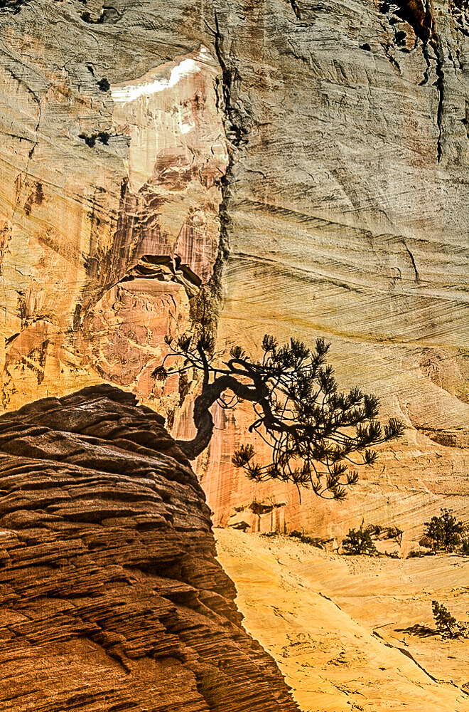 Tenacity - 2, Zion Nat Park