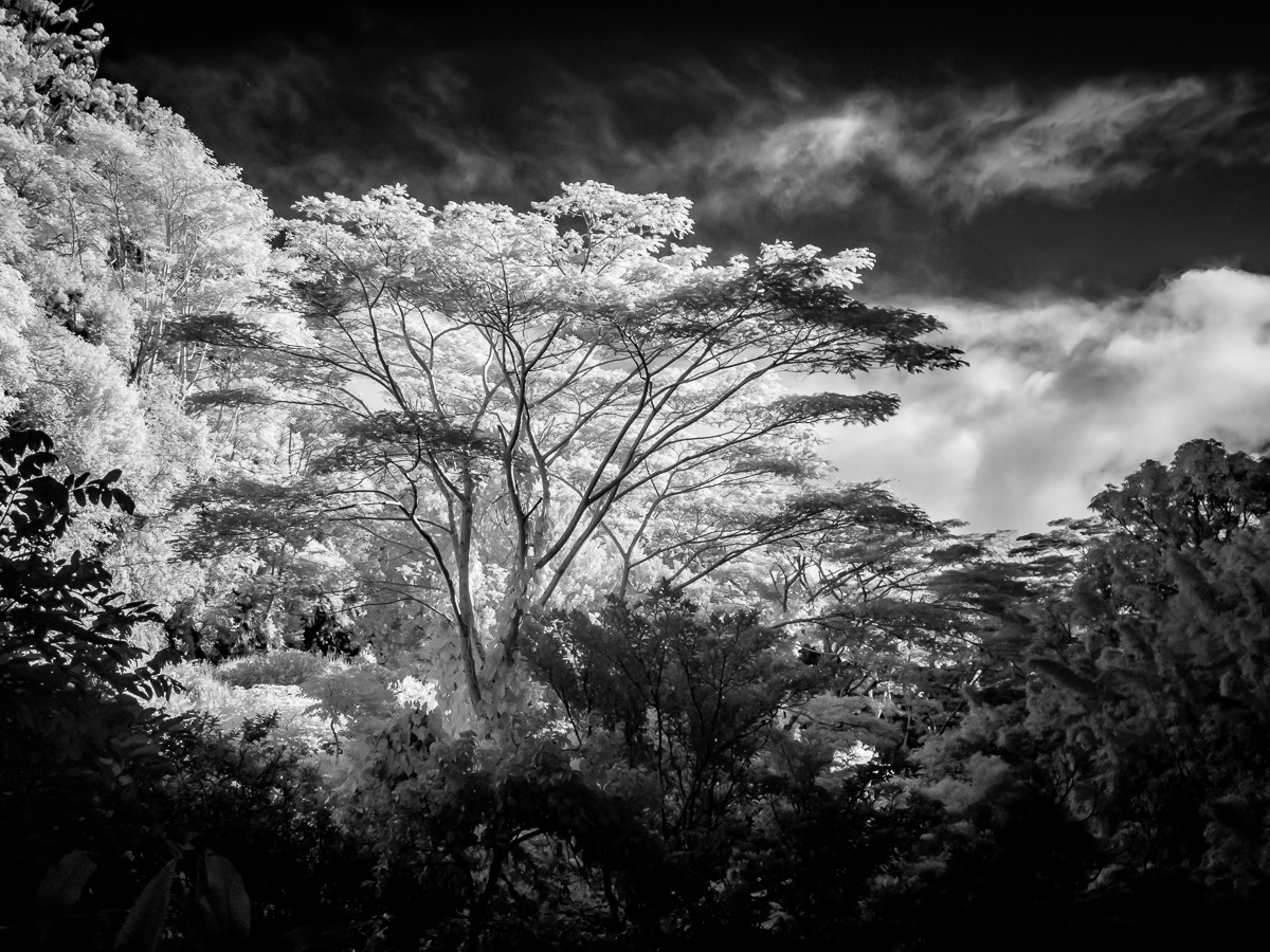 Hawaii-IR-101.jpg